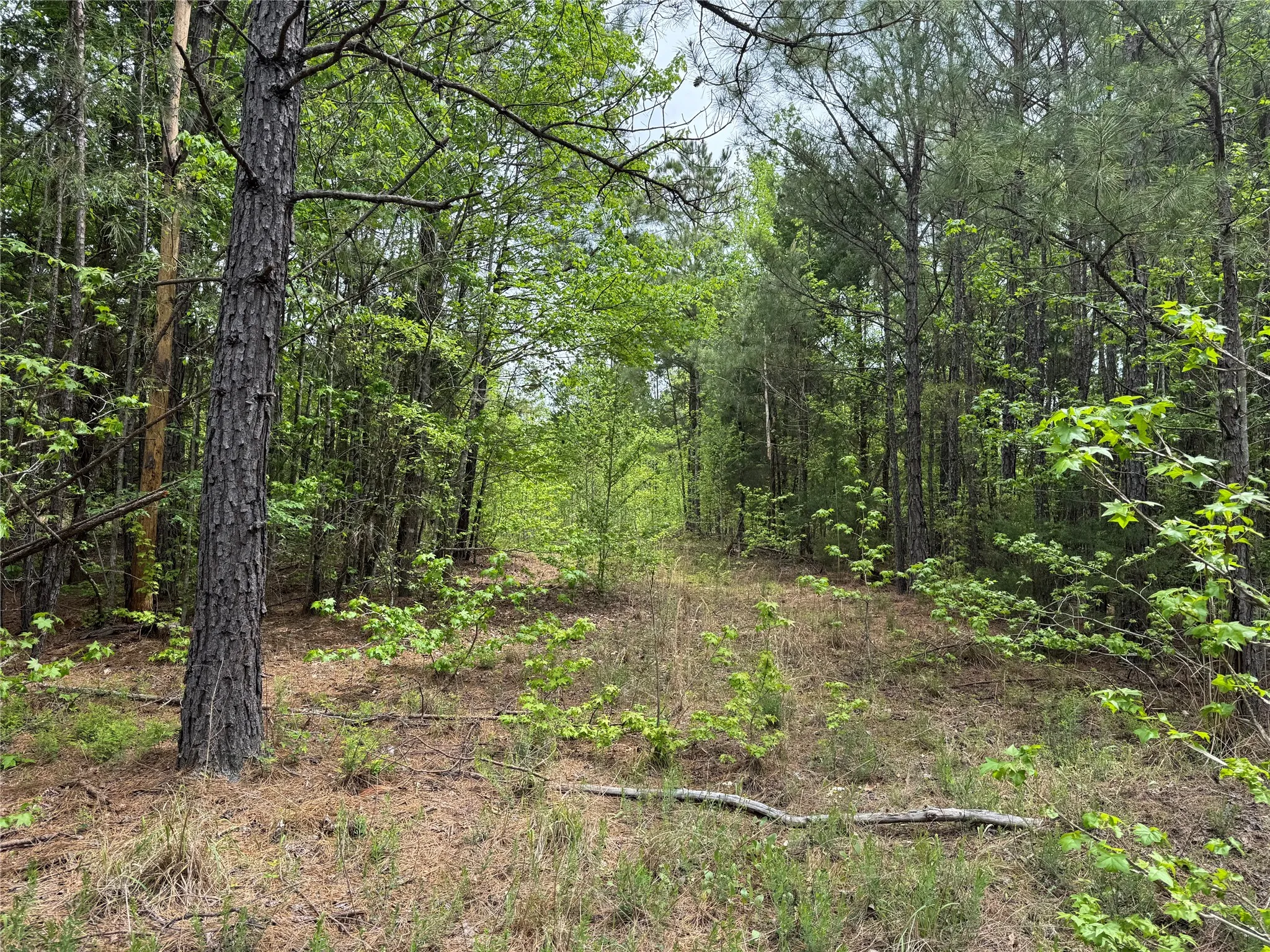 Unimproved Land For Sale in Cass County , TBD County Road 2742, Naples, Texas 75568, 0, 0, Garage spaces, 0 Sqft, built in 0, Price $499,000, mls#21171956, Real Estate Agent in Naples, Homes For Sale in Cass county, Homes For Sale in Naples, Realtor in Naples Texas, Real Estate Brokerage Independent Realty Texas, Luminita Cordes Realtor