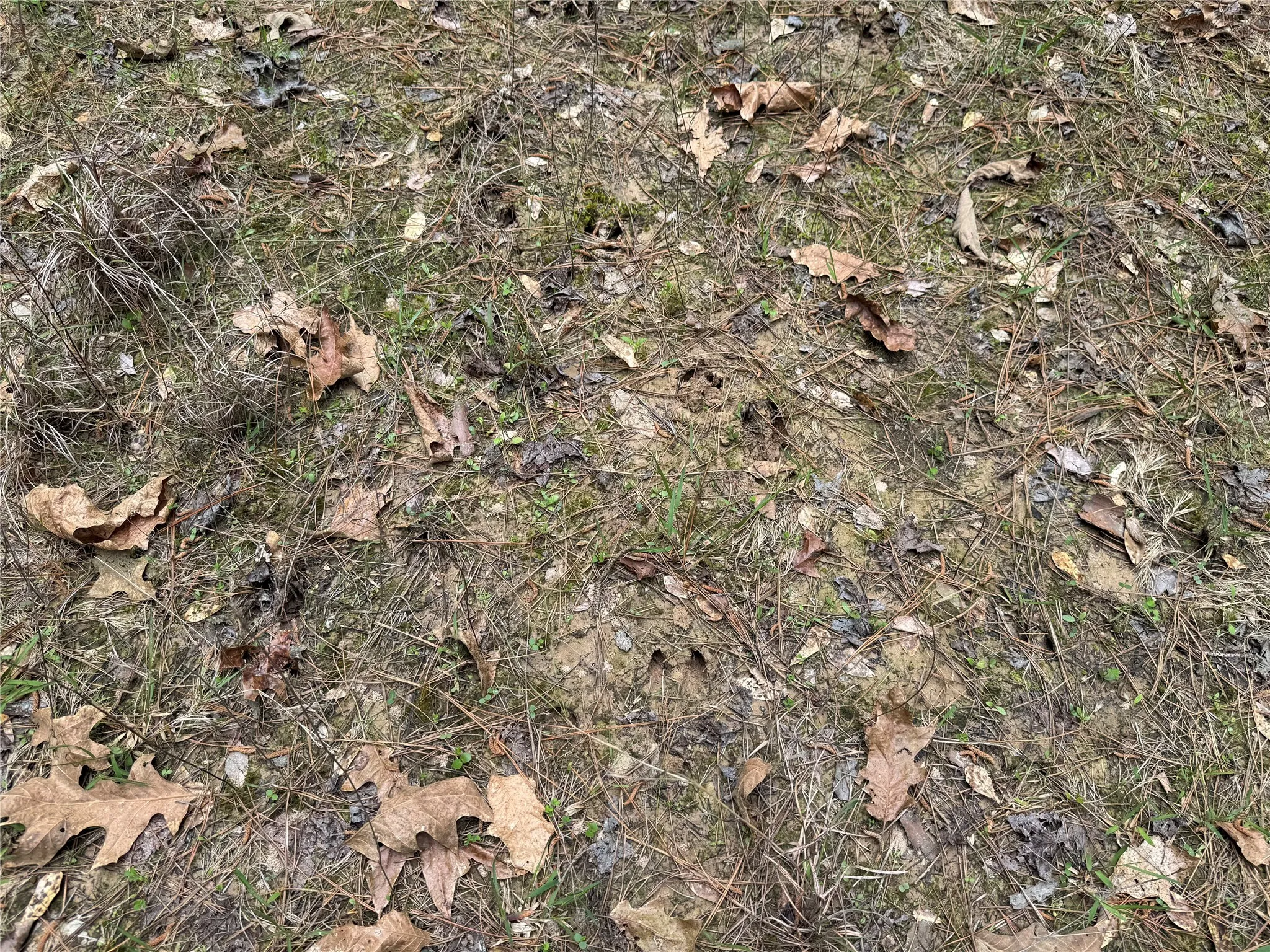 Unimproved Land For Sale in Cass County , TBD County Road 2742, Naples, Texas 75568, 0, 0, Garage spaces, 0 Sqft, built in 0, Price $499,000, mls#21171956, Real Estate Agent in Naples, Homes For Sale in Cass county, Homes For Sale in Naples, Realtor in Naples Texas, Real Estate Brokerage Independent Realty Texas, Luminita Cordes Realtor