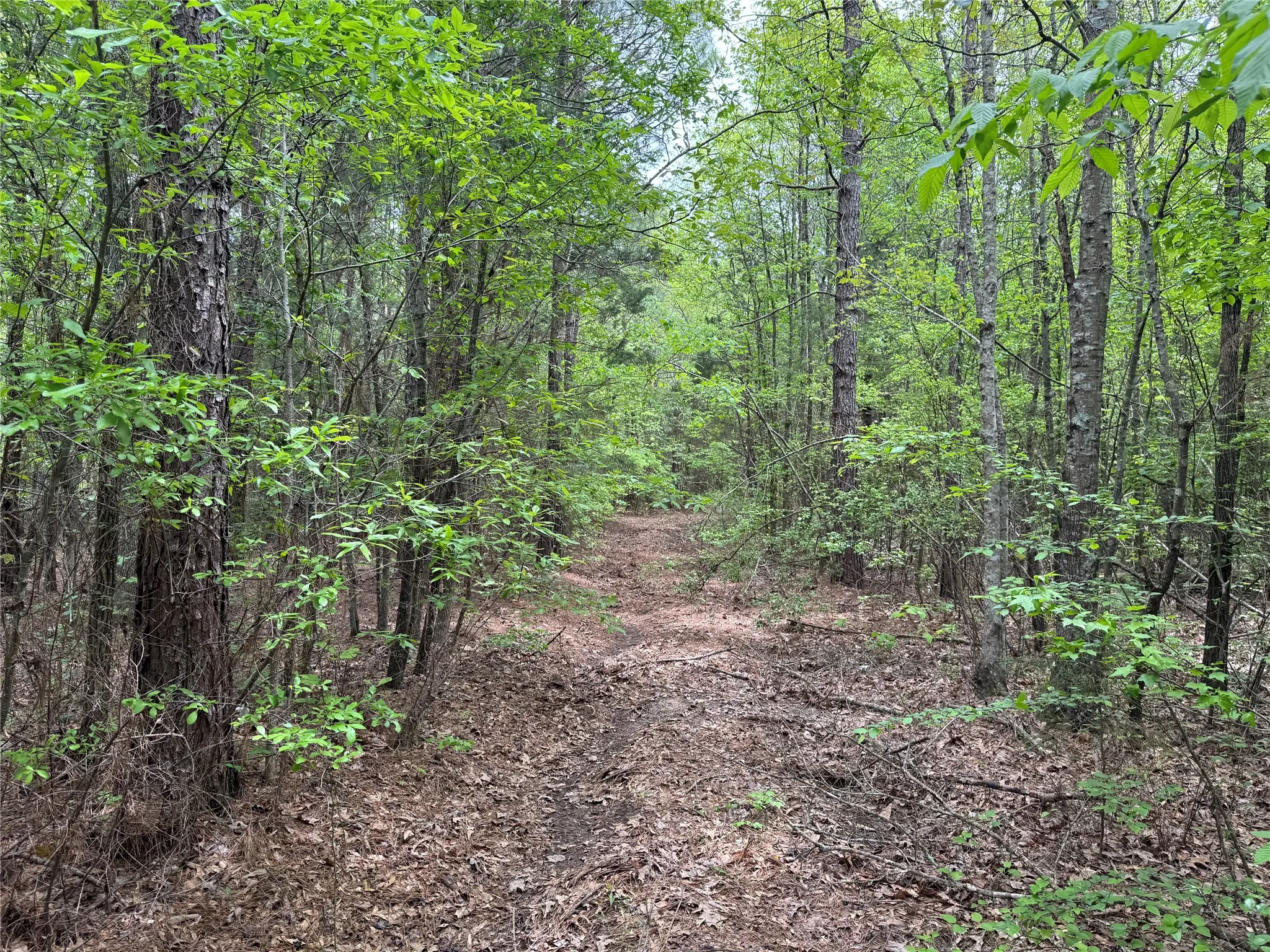 Unimproved Land For Sale in Cass County , TBD County Road 2742, Naples, Texas 75568, 0, 0, Garage spaces, 0 Sqft, built in 0, Price $499,000, mls#21171956, Real Estate Agent in Naples, Homes For Sale in Cass county, Homes For Sale in Naples, Realtor in Naples Texas, Real Estate Brokerage Independent Realty Texas, Luminita Cordes Realtor