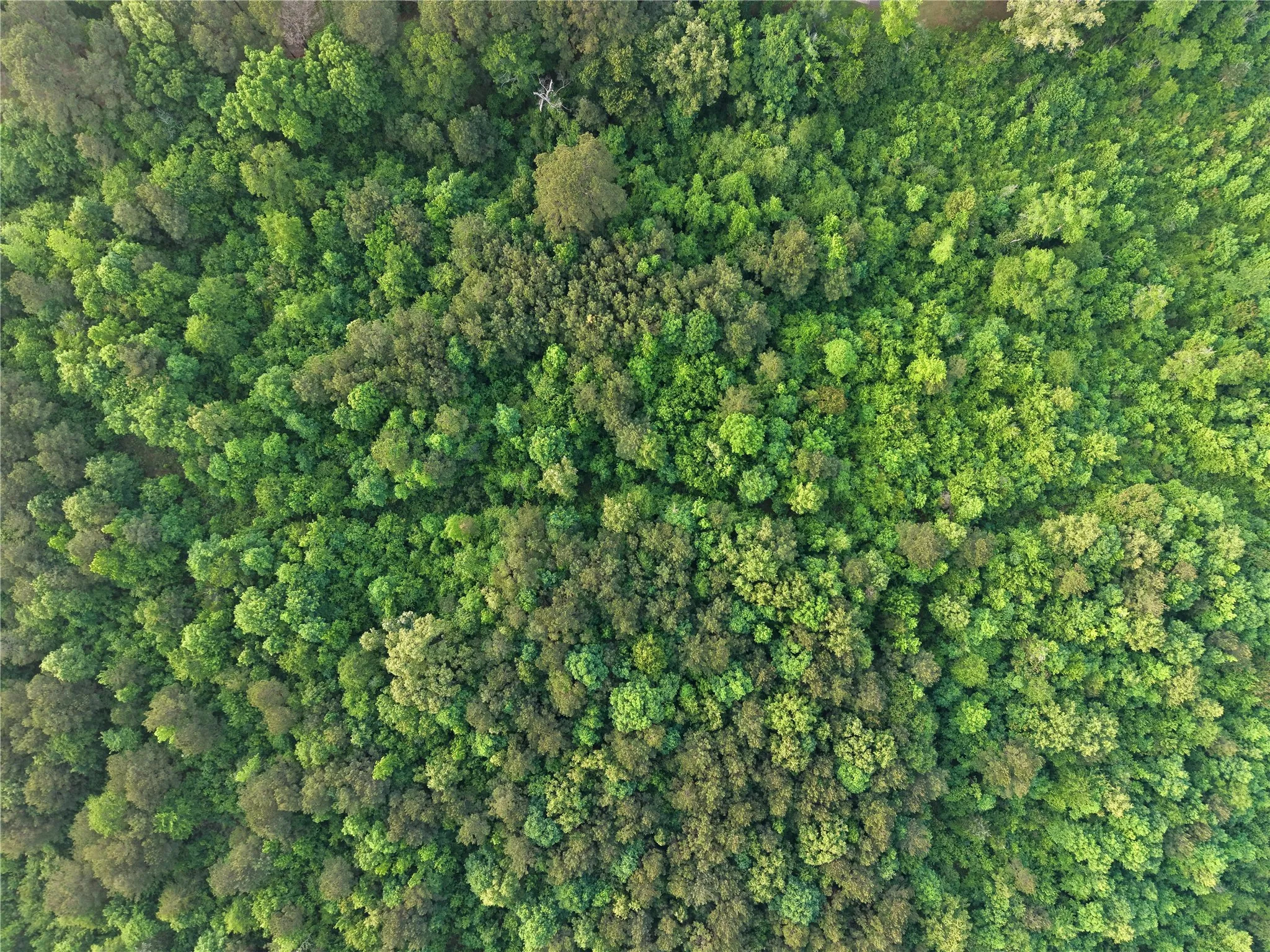 Unimproved Land For Sale in Cass County , TBD County Road 2742, Naples, Texas 75568, 0, 0, Garage spaces, 0 Sqft, built in 0, Price $499,000, mls#21171956, Real Estate Agent in Naples, Homes For Sale in Cass county, Homes For Sale in Naples, Realtor in Naples Texas, Real Estate Brokerage Independent Realty Texas, Luminita Cordes Realtor
