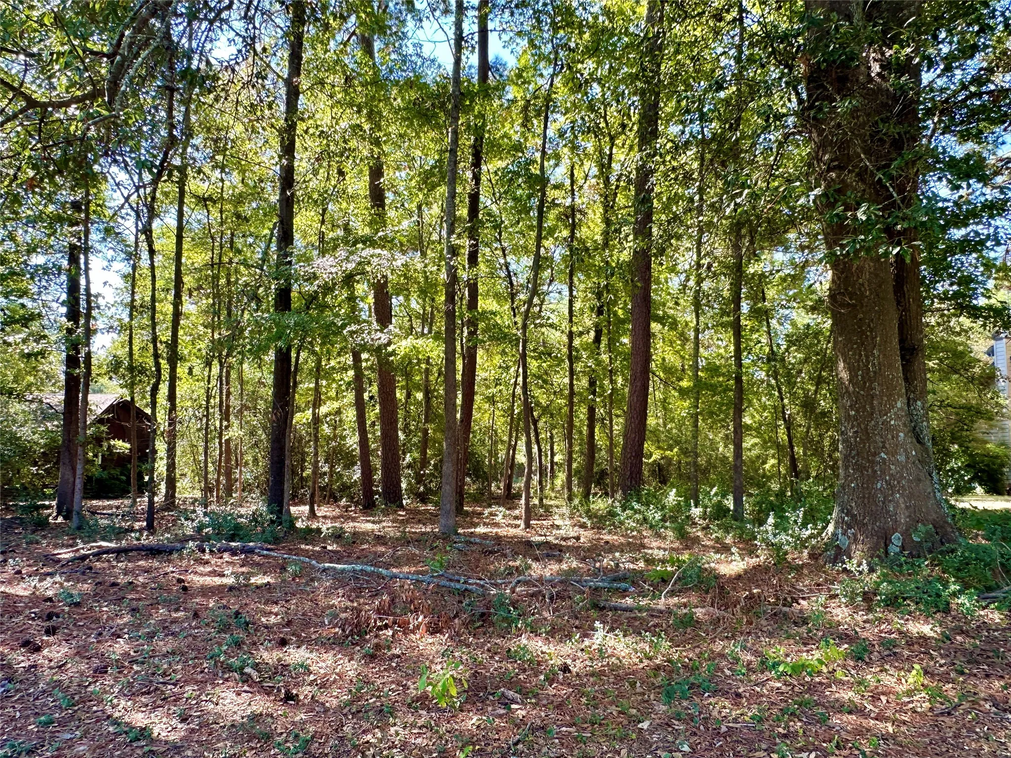 Unimproved Land For Sale in Wood County , TBD Holly Trail, Holly Lake Ranch, Texas 75765, 0, 0, Garage spaces, 0 Sqft, built in 0, mls#21172133, Real Estate Agent in Holly Lake Ranch, Homes For Sale in Wood county, Homes For Sale in Holly Lake Ranch, Realtor in Holly Lake Ranch Texas, Real Estate Brokerage Independent Realty Texas, Luminita Cordes Realtor