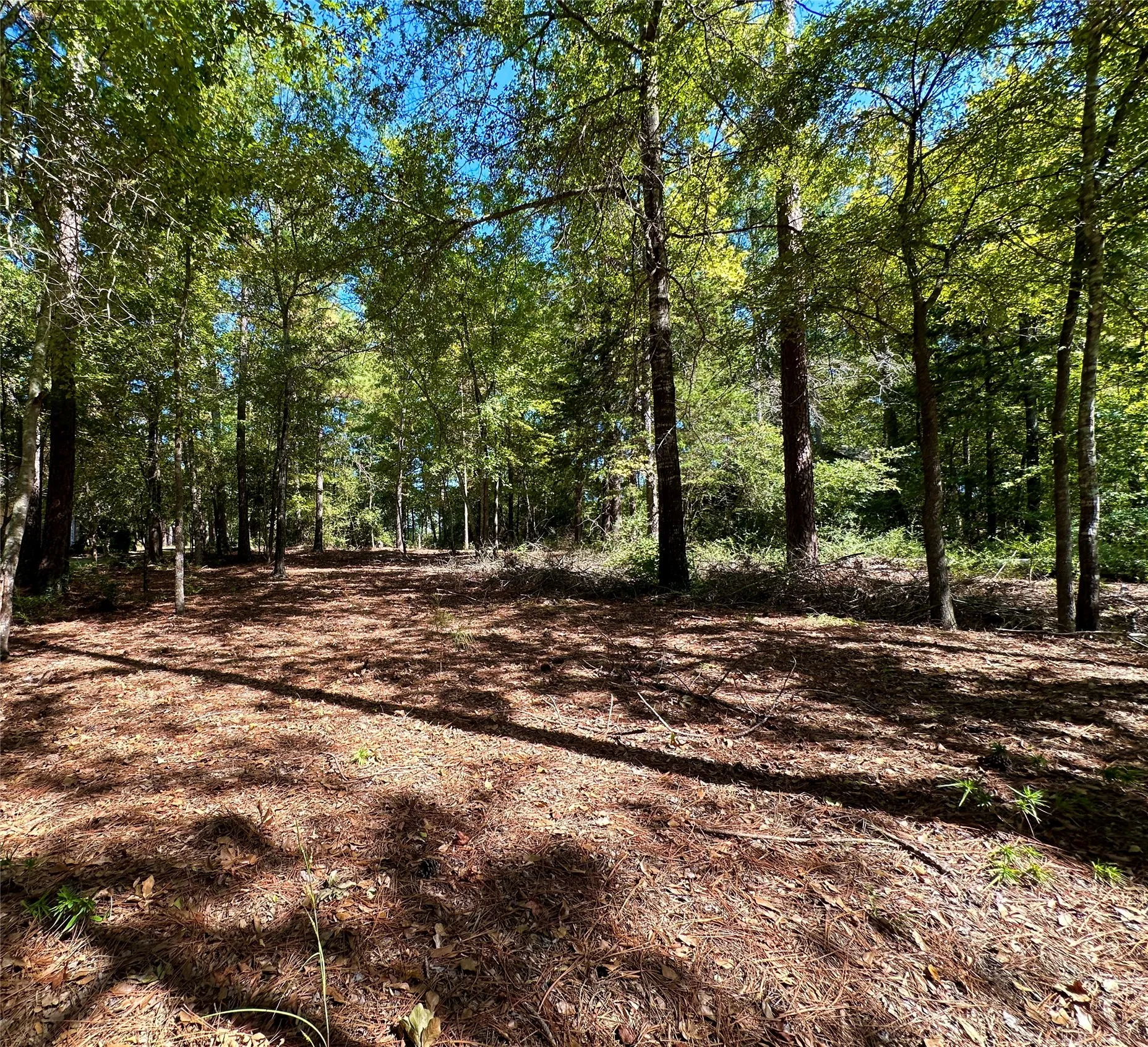 Unimproved Land For Sale in Wood County , TBD Holly Trail, Holly Lake Ranch, Texas 75765, 0, 0, Garage spaces, 0 Sqft, built in 0, mls#21172133, Real Estate Agent in Holly Lake Ranch, Homes For Sale in Wood county, Homes For Sale in Holly Lake Ranch, Realtor in Holly Lake Ranch Texas, Real Estate Brokerage Independent Realty Texas, Luminita Cordes Realtor
