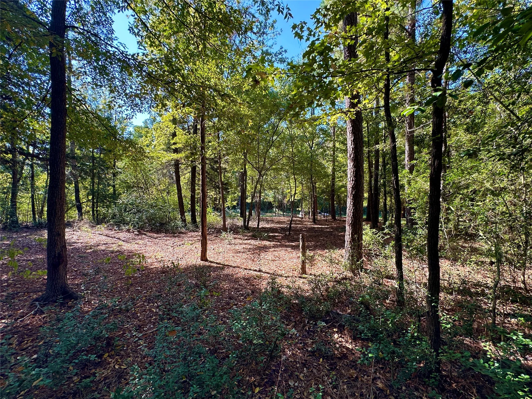 Unimproved Land For Sale in Wood County , TBD Holly Trail, Holly Lake Ranch, Texas 75765, 0, 0, Garage spaces, 0 Sqft, built in 0, mls#21172133, Real Estate Agent in Holly Lake Ranch, Homes For Sale in Wood county, Homes For Sale in Holly Lake Ranch, Realtor in Holly Lake Ranch Texas, Real Estate Brokerage Independent Realty Texas, Luminita Cordes Realtor
