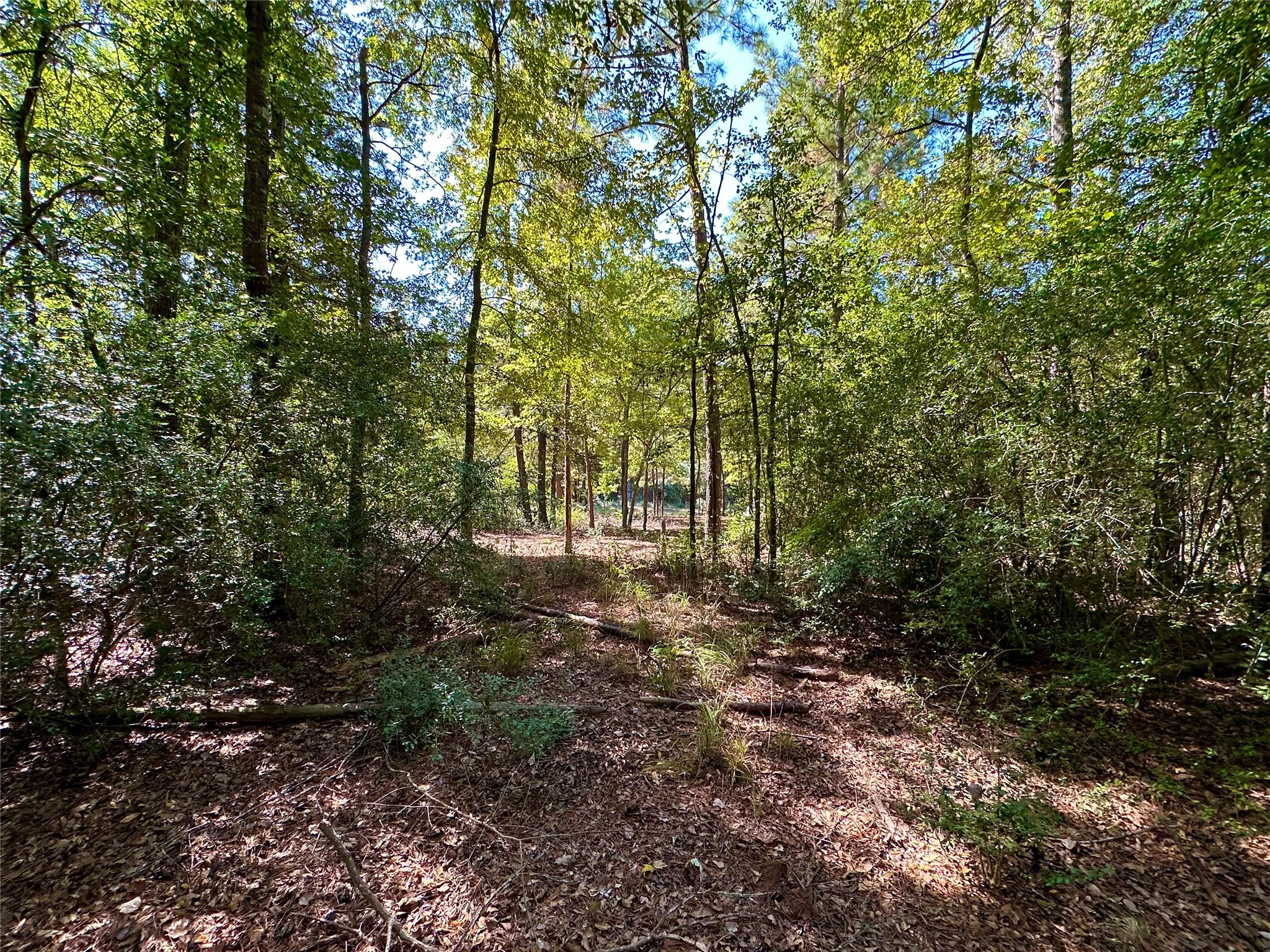 Unimproved Land For Sale in Wood County , TBD Holly Trail, Holly Lake Ranch, Texas 75765, 0, 0, Garage spaces, 0 Sqft, built in 0, mls#21172133, Real Estate Agent in Holly Lake Ranch, Homes For Sale in Wood county, Homes For Sale in Holly Lake Ranch, Realtor in Holly Lake Ranch Texas, Real Estate Brokerage Independent Realty Texas, Luminita Cordes Realtor