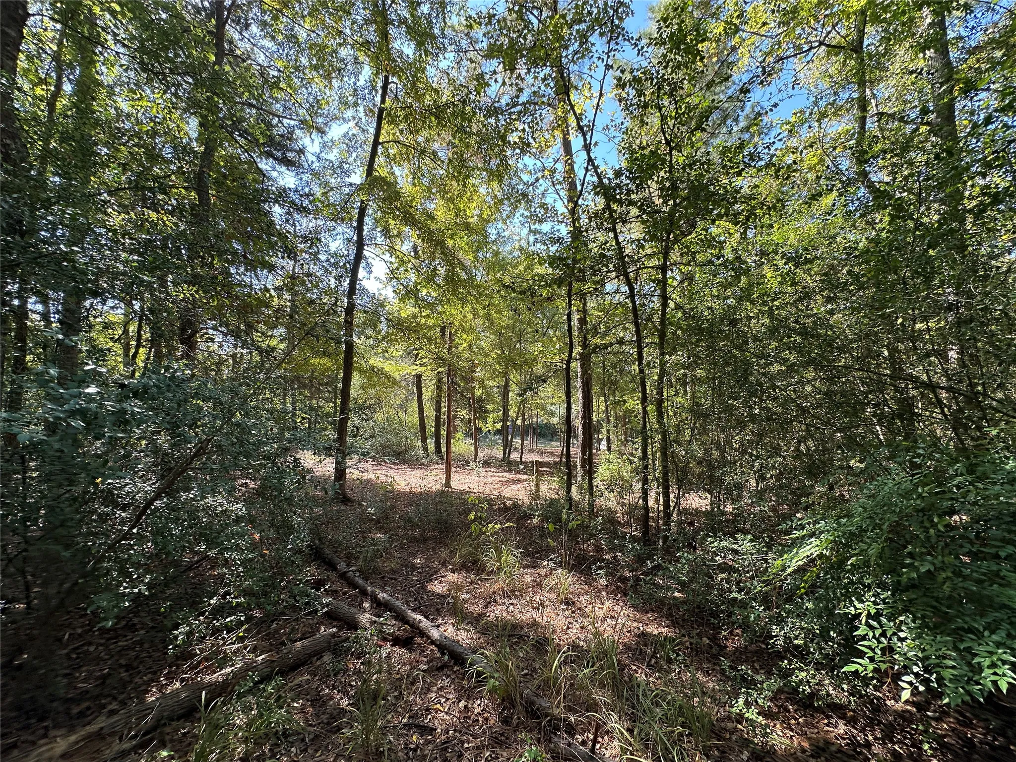 Unimproved Land For Sale in Wood County , TBD Holly Trail, Holly Lake Ranch, Texas 75765, 0, 0, Garage spaces, 0 Sqft, built in 0, mls#21172133, Real Estate Agent in Holly Lake Ranch, Homes For Sale in Wood county, Homes For Sale in Holly Lake Ranch, Realtor in Holly Lake Ranch Texas, Real Estate Brokerage Independent Realty Texas, Luminita Cordes Realtor