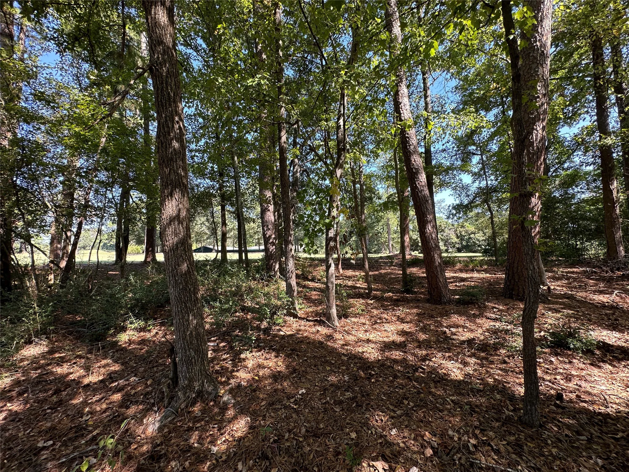 Unimproved Land For Sale in Wood County , TBD Holly Trail, Holly Lake Ranch, Texas 75765, 0, 0, Garage spaces, 0 Sqft, built in 0, mls#21172133, Real Estate Agent in Holly Lake Ranch, Homes For Sale in Wood county, Homes For Sale in Holly Lake Ranch, Realtor in Holly Lake Ranch Texas, Real Estate Brokerage Independent Realty Texas, Luminita Cordes Realtor