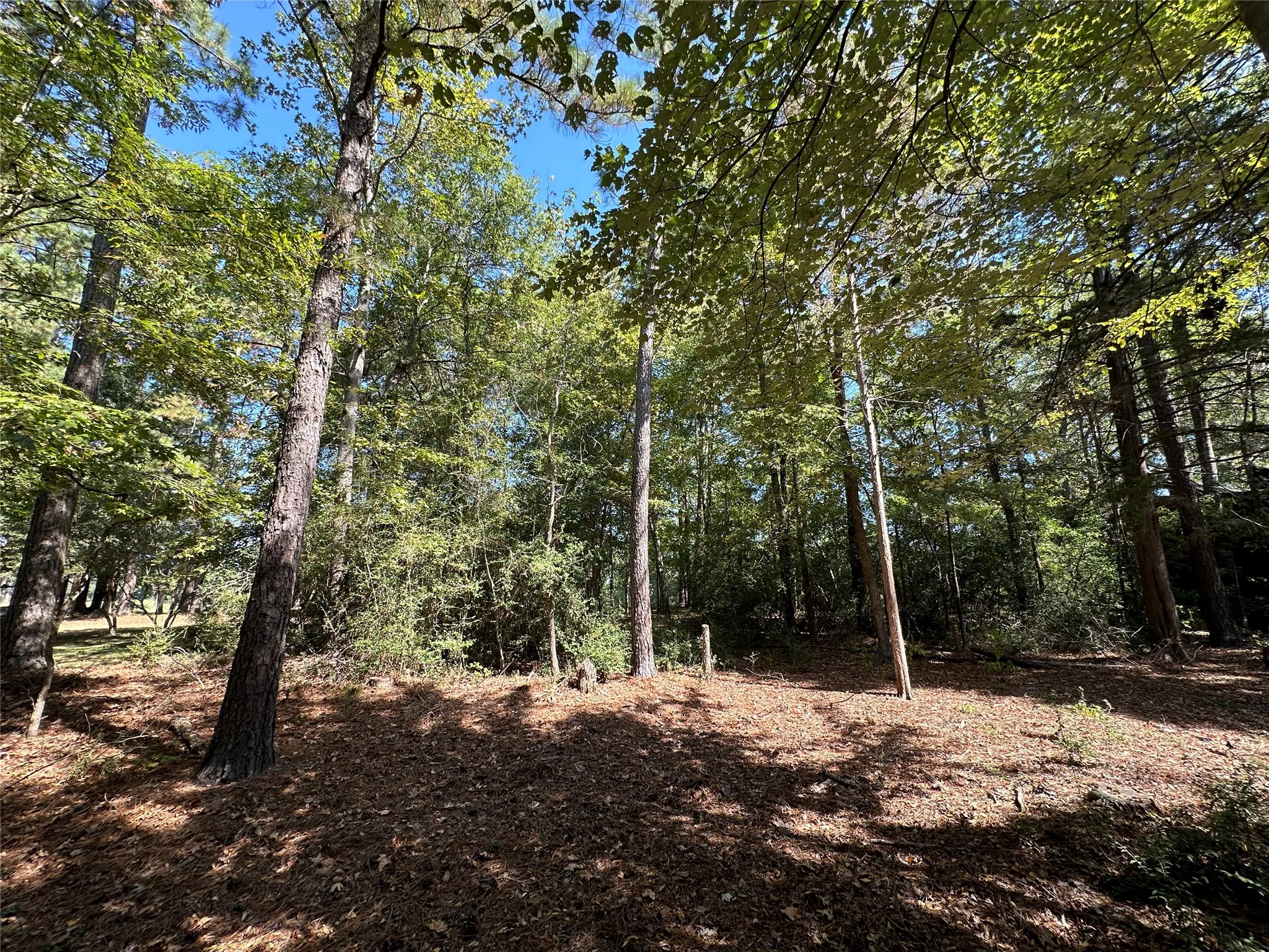 Unimproved Land For Sale in Wood County , TBD Holly Trail, Holly Lake Ranch, Texas 75765, 0, 0, Garage spaces, 0 Sqft, built in 0, mls#21172133, Real Estate Agent in Holly Lake Ranch, Homes For Sale in Wood county, Homes For Sale in Holly Lake Ranch, Realtor in Holly Lake Ranch Texas, Real Estate Brokerage Independent Realty Texas, Luminita Cordes Realtor