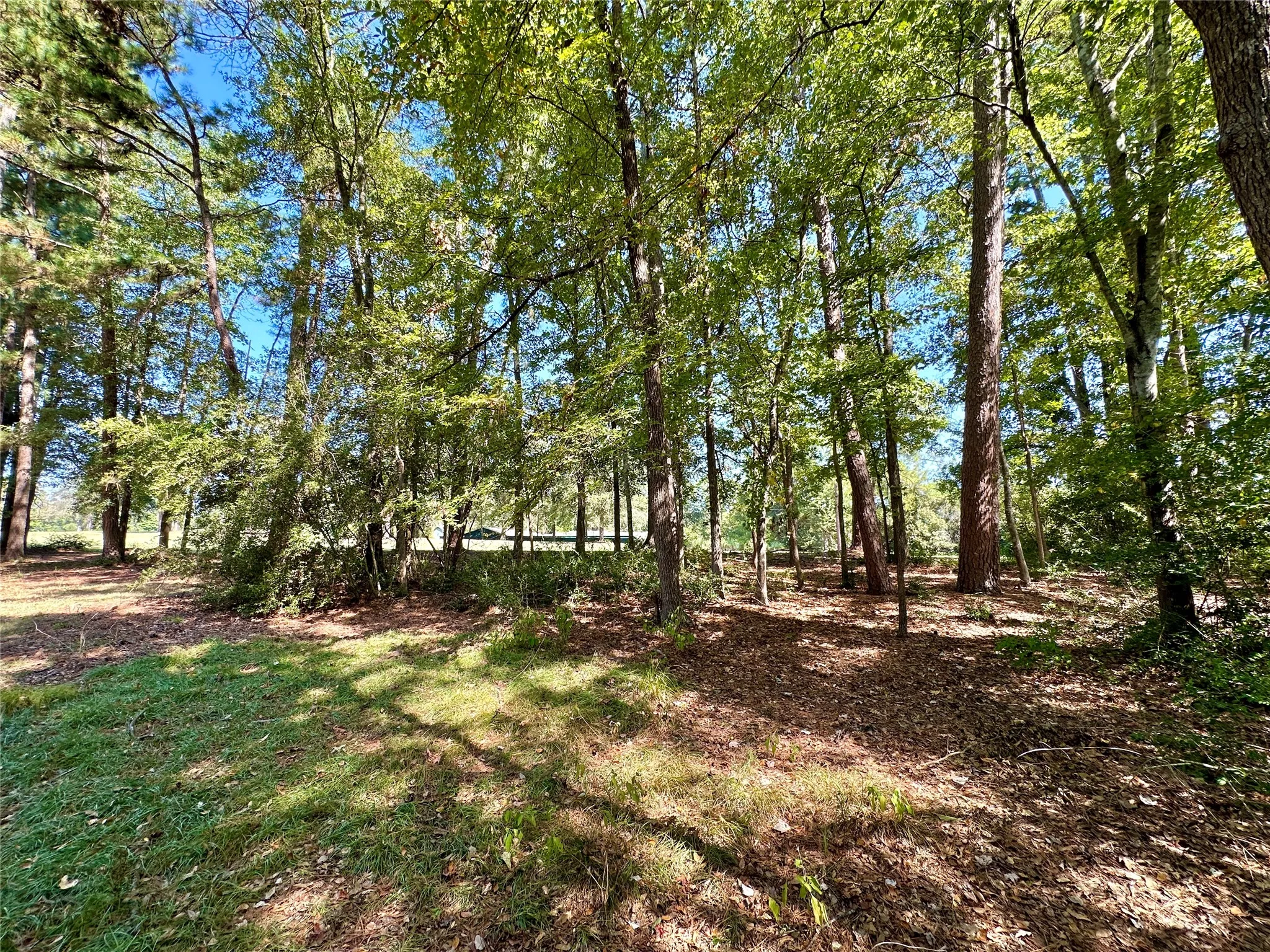 Unimproved Land For Sale in Wood County , TBD Holly Trail, Holly Lake Ranch, Texas 75765, 0, 0, Garage spaces, 0 Sqft, built in 0, mls#21172133, Real Estate Agent in Holly Lake Ranch, Homes For Sale in Wood county, Homes For Sale in Holly Lake Ranch, Realtor in Holly Lake Ranch Texas, Real Estate Brokerage Independent Realty Texas, Luminita Cordes Realtor
