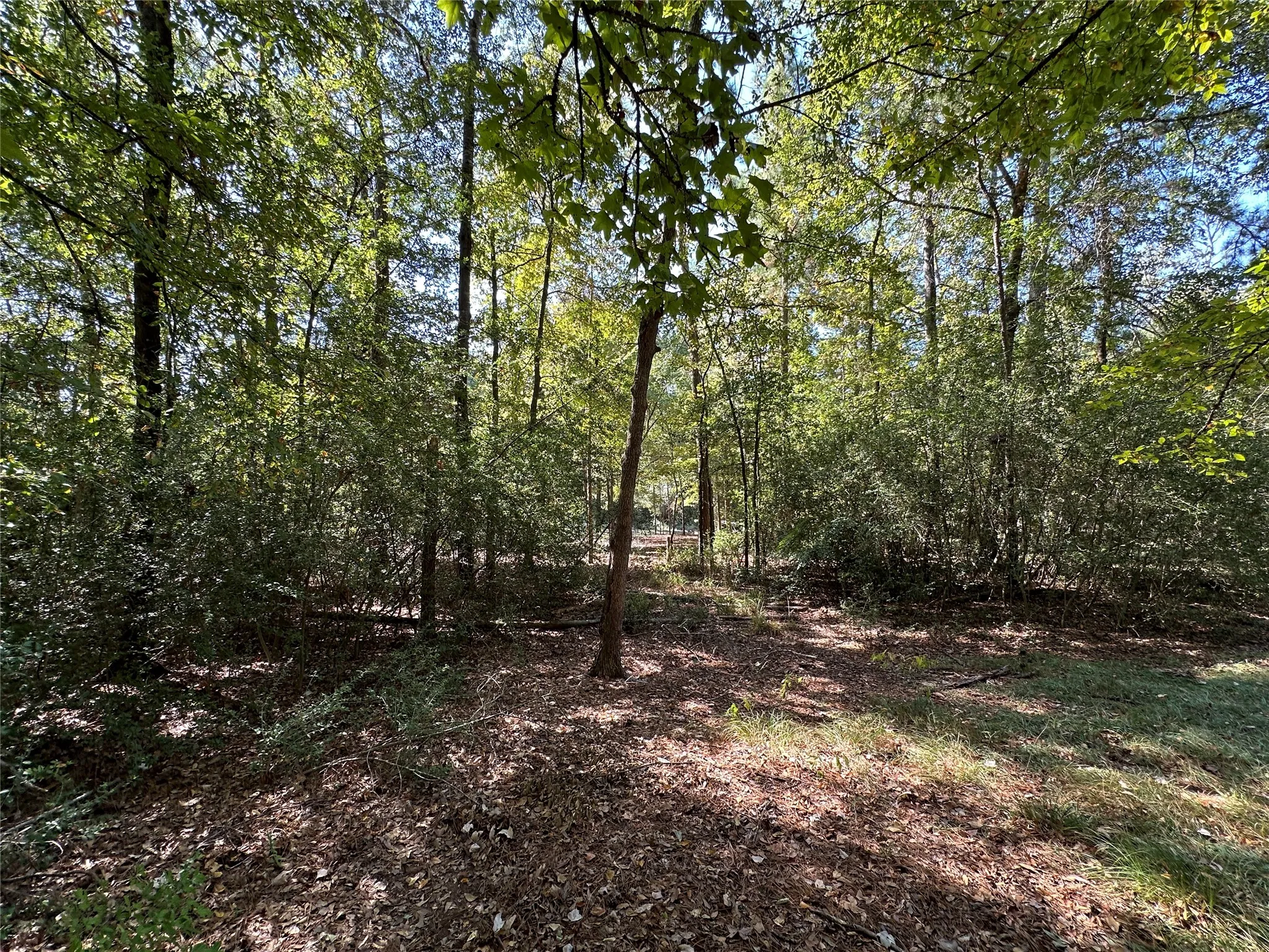 Unimproved Land For Sale in Wood County , TBD Holly Trail, Holly Lake Ranch, Texas 75765, 0, 0, Garage spaces, 0 Sqft, built in 0, mls#21172133, Real Estate Agent in Holly Lake Ranch, Homes For Sale in Wood county, Homes For Sale in Holly Lake Ranch, Realtor in Holly Lake Ranch Texas, Real Estate Brokerage Independent Realty Texas, Luminita Cordes Realtor