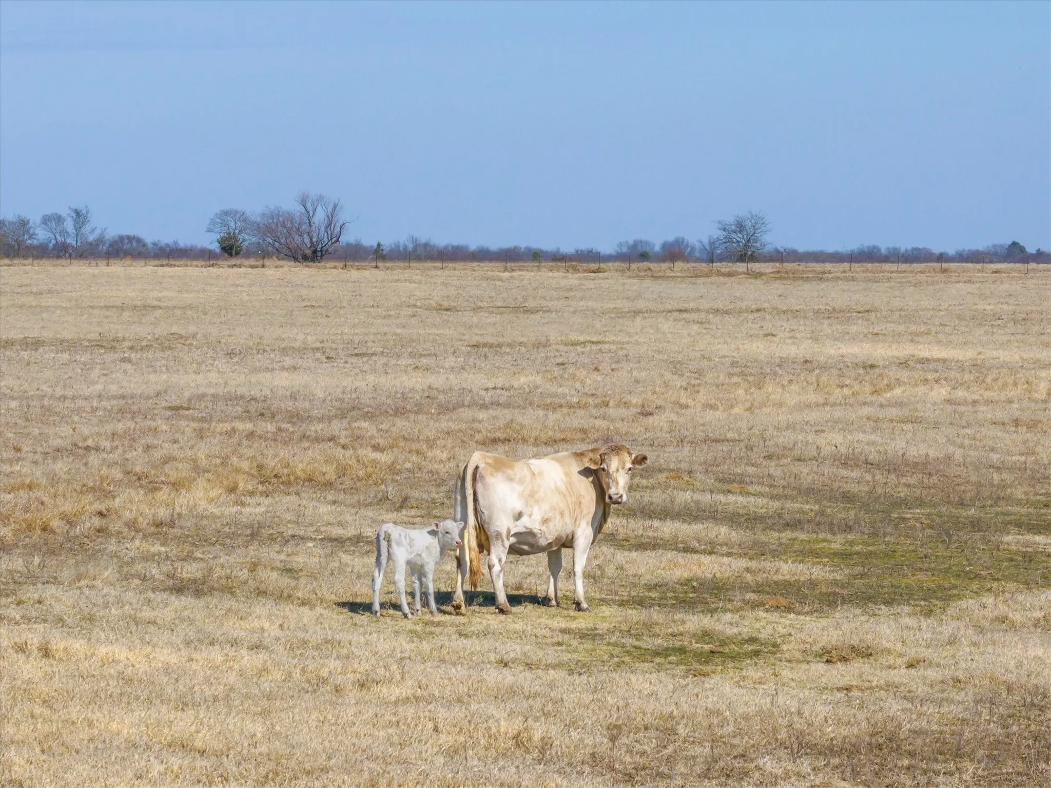 Unimproved Land For Sale in Van Zandt County , TBD VZ County Road 3417, Wills Point, Texas 75169, 0, 0, Garage spaces, 0 Sqft, built in 1973, Price $240,000, mls#21170654, Real Estate Agent in Wills Point, Homes For Sale in Van Zandt county, Homes For Sale in Wills Point, Realtor in Wills Point Texas, Real Estate Brokerage Independent Realty Texas, Luminita Cordes Realtor