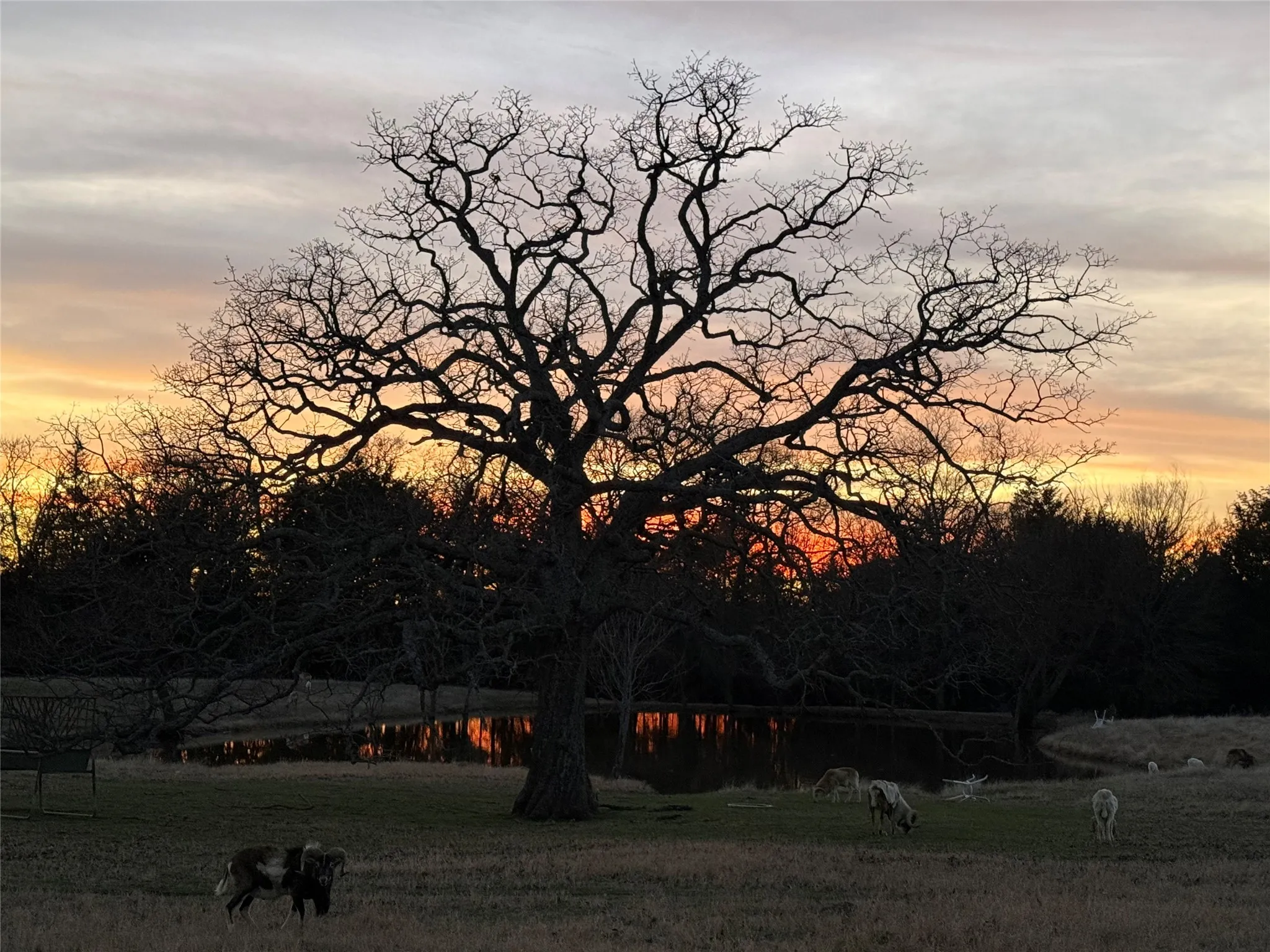 Single Family Residence For Sale in Fannin County , 1628 County Road 2605, Bonham, Texas 75418, 4 Bedroom, 3 Bathroom, 2 Garage spaces, 3,645 Sqft, built in 2001, mls#21170984, Real Estate Agent in Bonham, Homes For Sale in Fannin county, Homes For Sale in Bonham, Realtor in Bonham Texas, Real Estate Brokerage Independent Realty Texas, Luminita Cordes Realtor