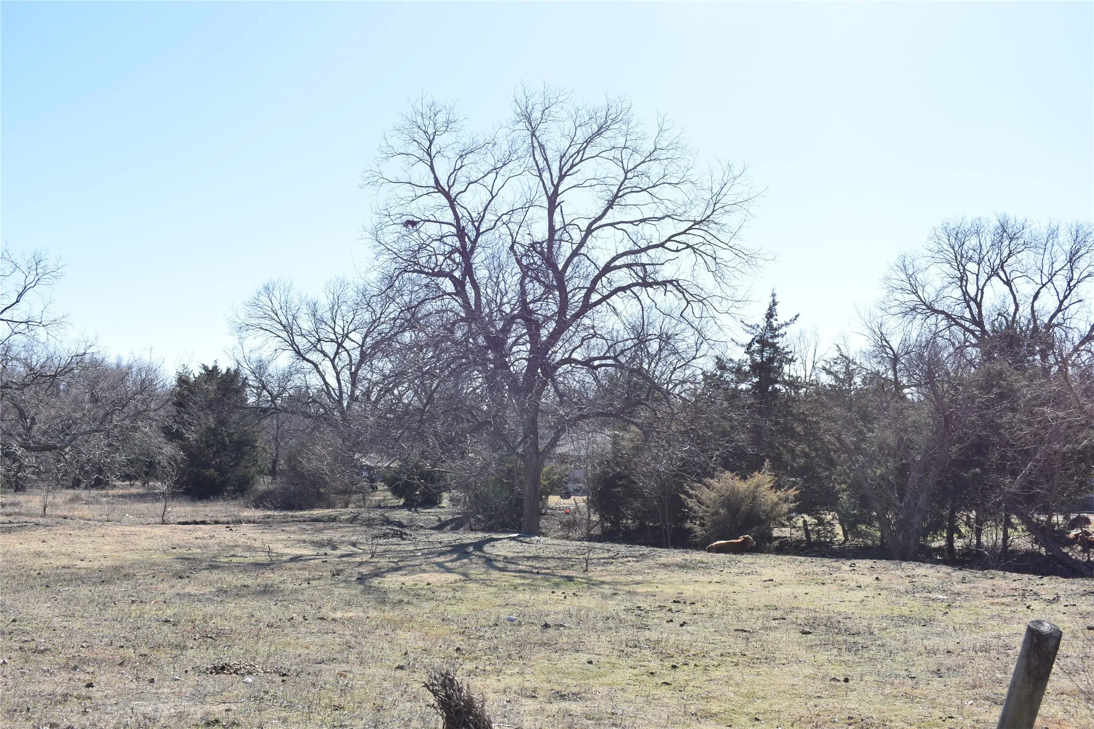From Garner Road. Creek runs adjacent to the row of trees.