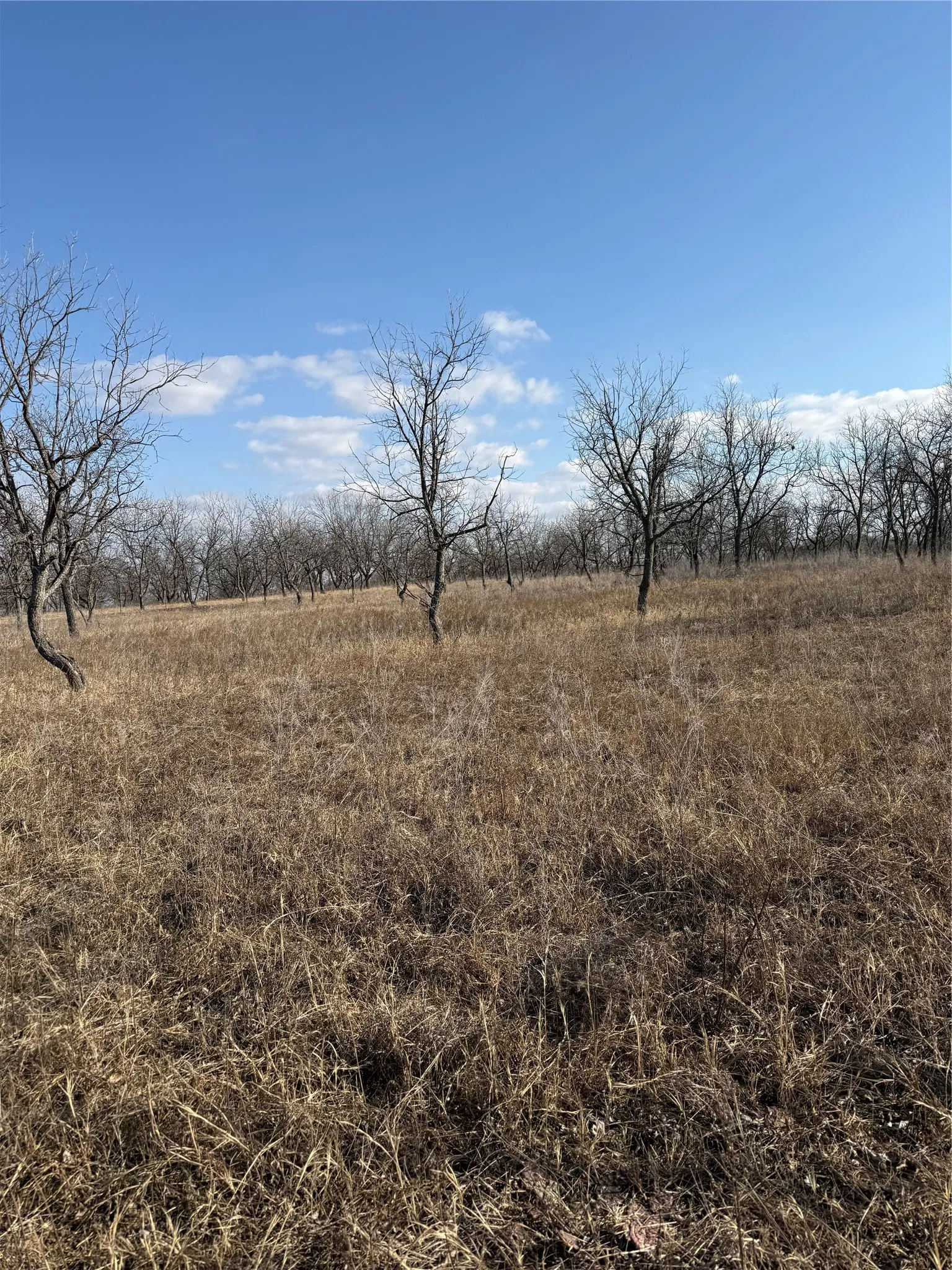 Improved Land For Sale in Comanche County , 1209 County Road 416, Comanche, Texas 76442, 0, 0, Garage spaces, 0 Sqft, built in 0, Price $119,000, mls#21173327, Real Estate Agent in Comanche, Homes For Sale in Comanche county, Homes For Sale in Comanche, Realtor in Comanche Texas, Real Estate Brokerage Independent Realty Texas, Luminita Cordes Realtor