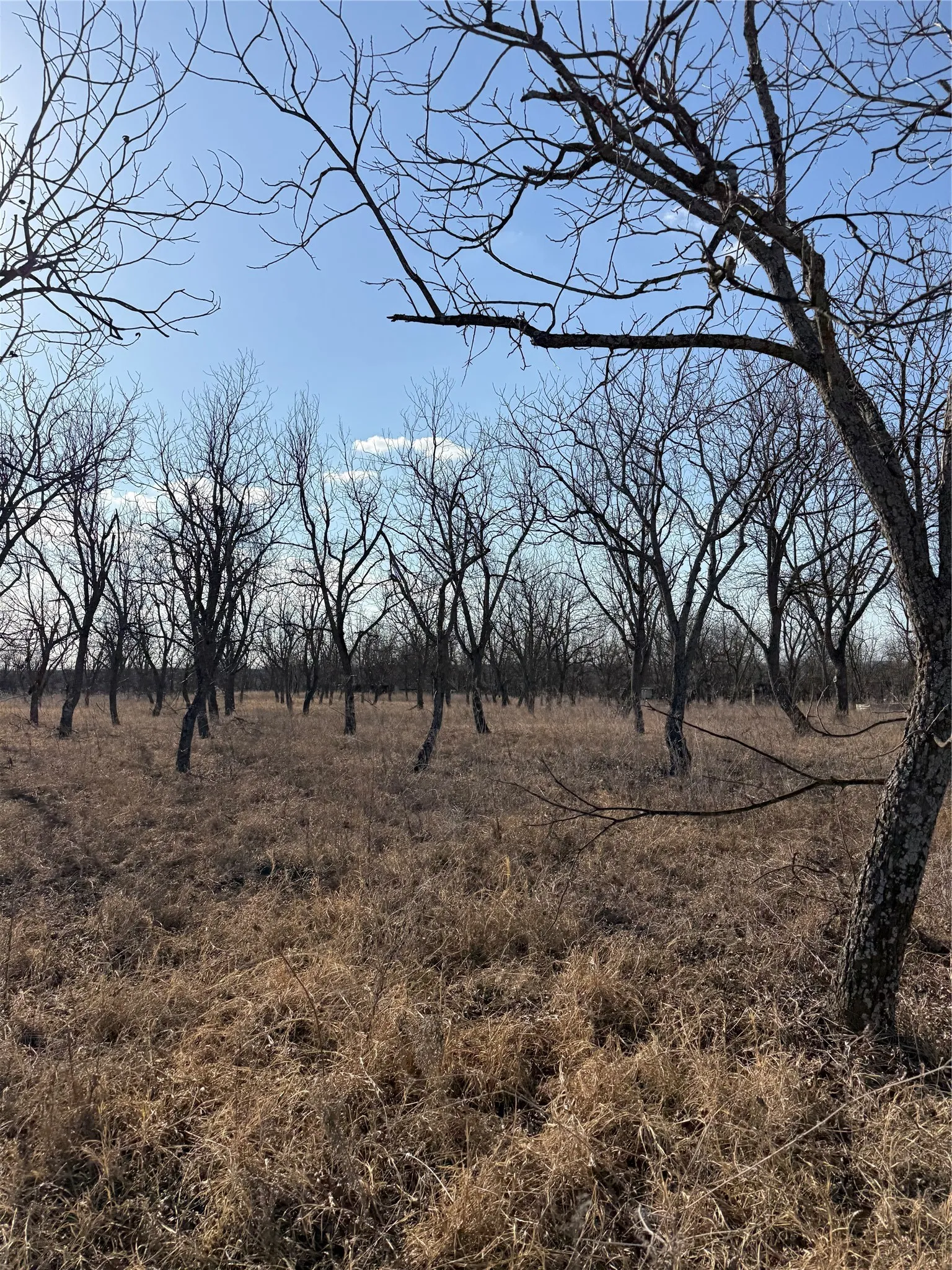 Pecan trees