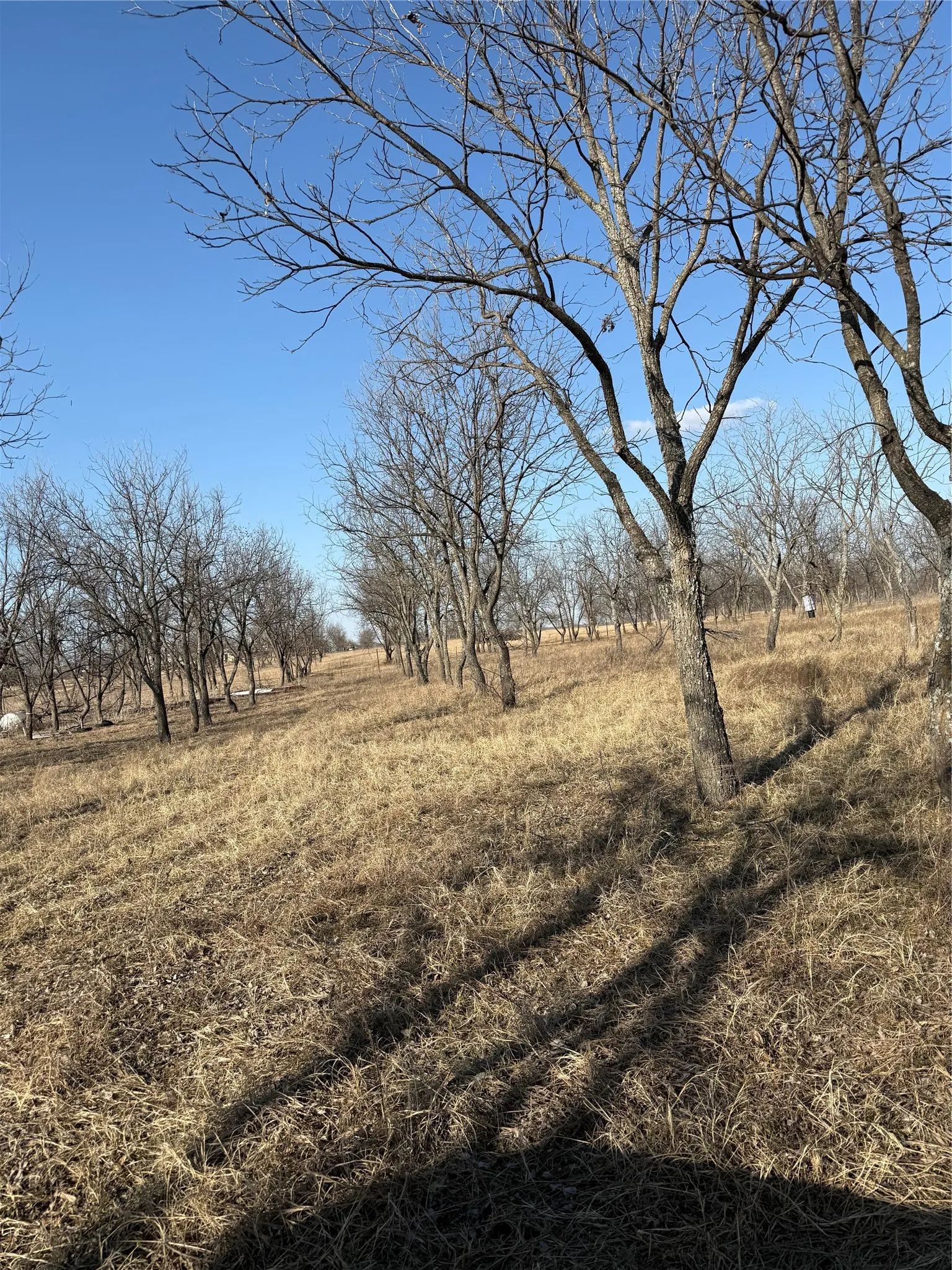 Improved Land For Sale in Comanche County , 1209 County Road 416, Comanche, Texas 76442, 0, 0, Garage spaces, 0 Sqft, built in 0, Price $119,000, mls#21173327, Real Estate Agent in Comanche, Homes For Sale in Comanche county, Homes For Sale in Comanche, Realtor in Comanche Texas, Real Estate Brokerage Independent Realty Texas, Luminita Cordes Realtor