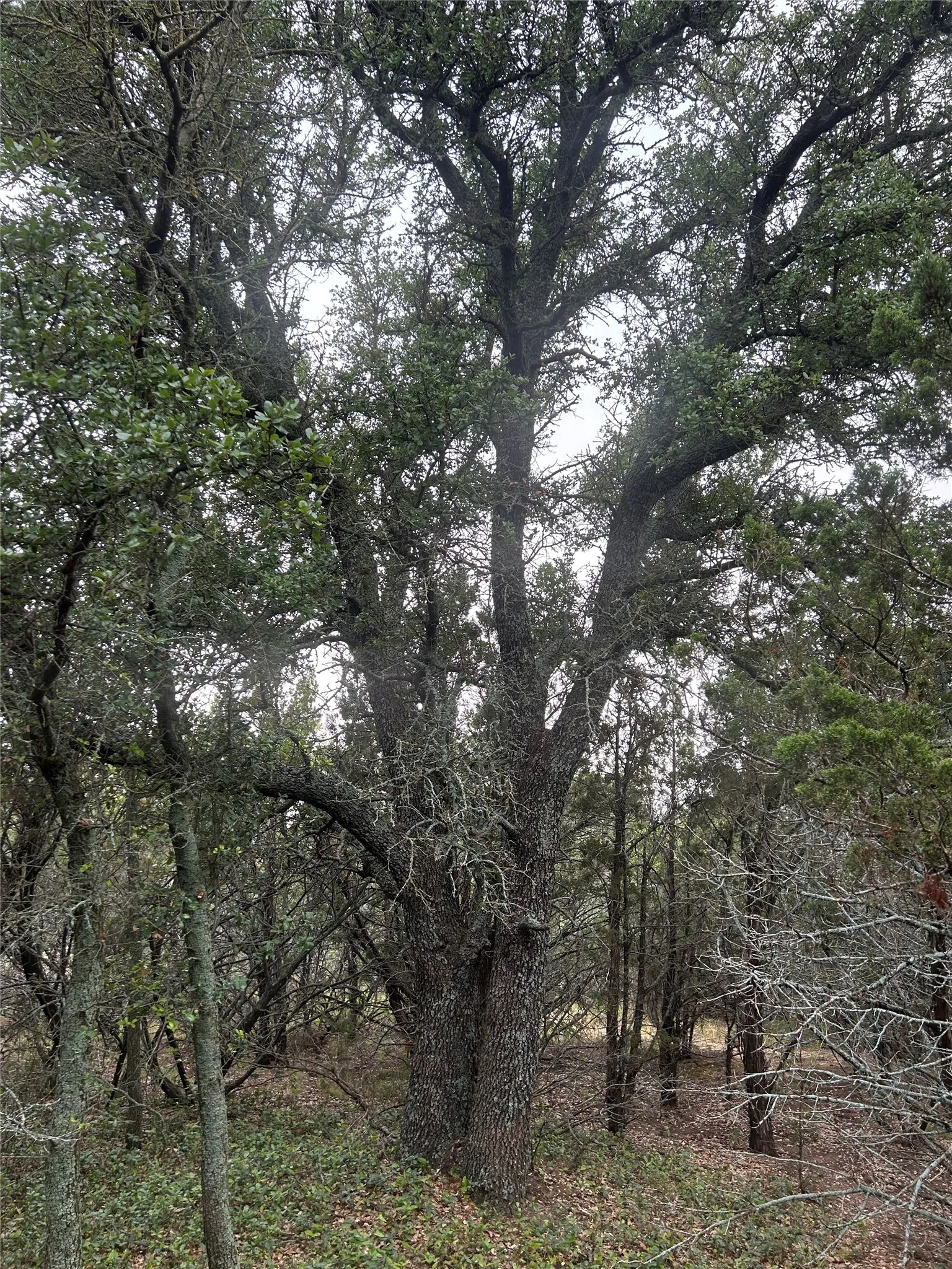 Unimproved Land For Sale in Taylor County , 1.99 Antler Ridge, Tuscola, Texas 79562, 0, 0, Garage spaces, 0 Sqft, built in 0, Price $95,000, mls#21173659, Real Estate Agent in Tuscola, Homes For Sale in Taylor county, Homes For Sale in Tuscola, Realtor in Tuscola Texas, Real Estate Brokerage Independent Realty Texas, Luminita Cordes Realtor