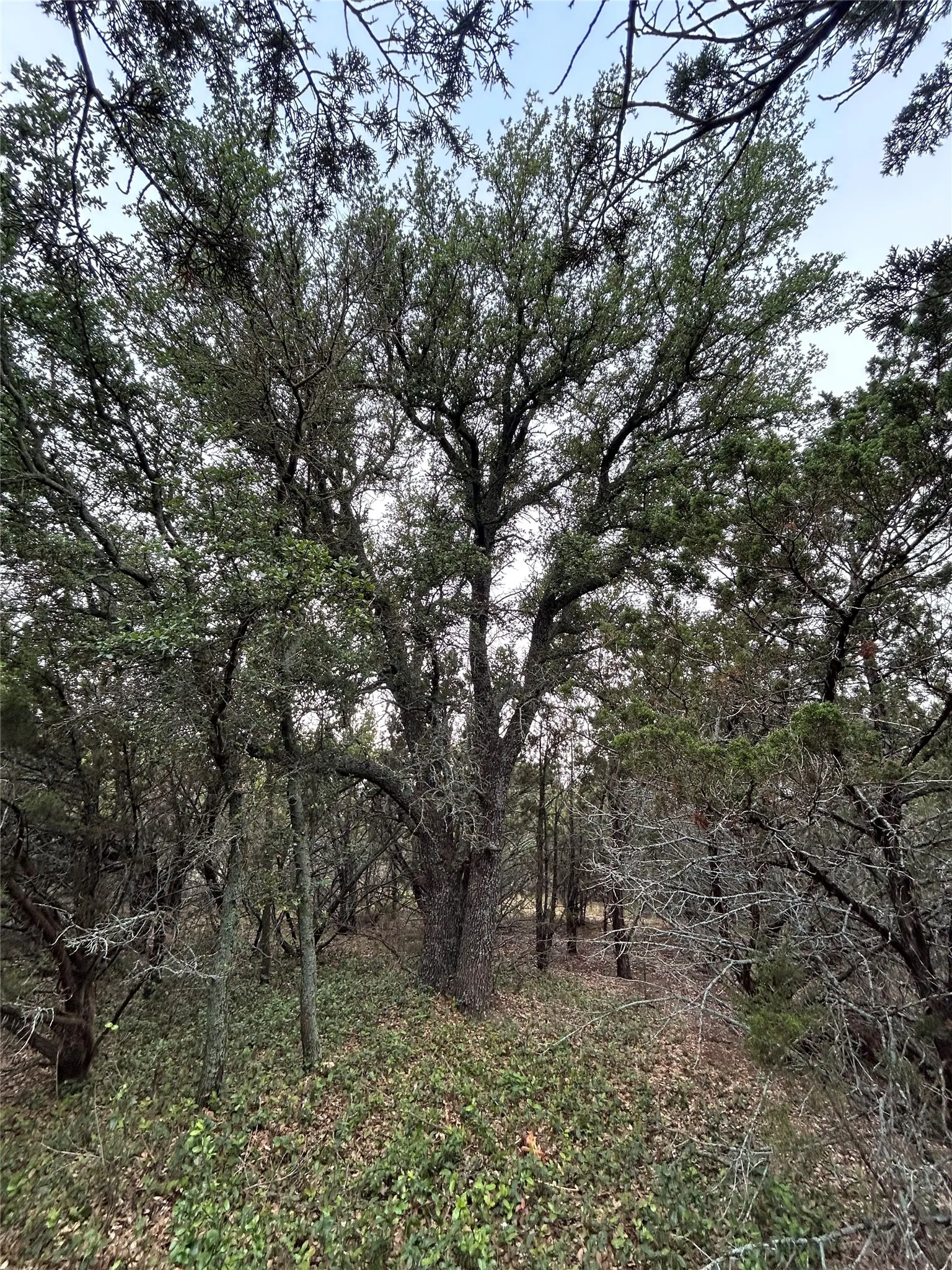 Unimproved Land For Sale in Taylor County , 1.99 Antler Ridge, Tuscola, Texas 79562, 0, 0, Garage spaces, 0 Sqft, built in 0, Price $95,000, mls#21173659, Real Estate Agent in Tuscola, Homes For Sale in Taylor county, Homes For Sale in Tuscola, Realtor in Tuscola Texas, Real Estate Brokerage Independent Realty Texas, Luminita Cordes Realtor