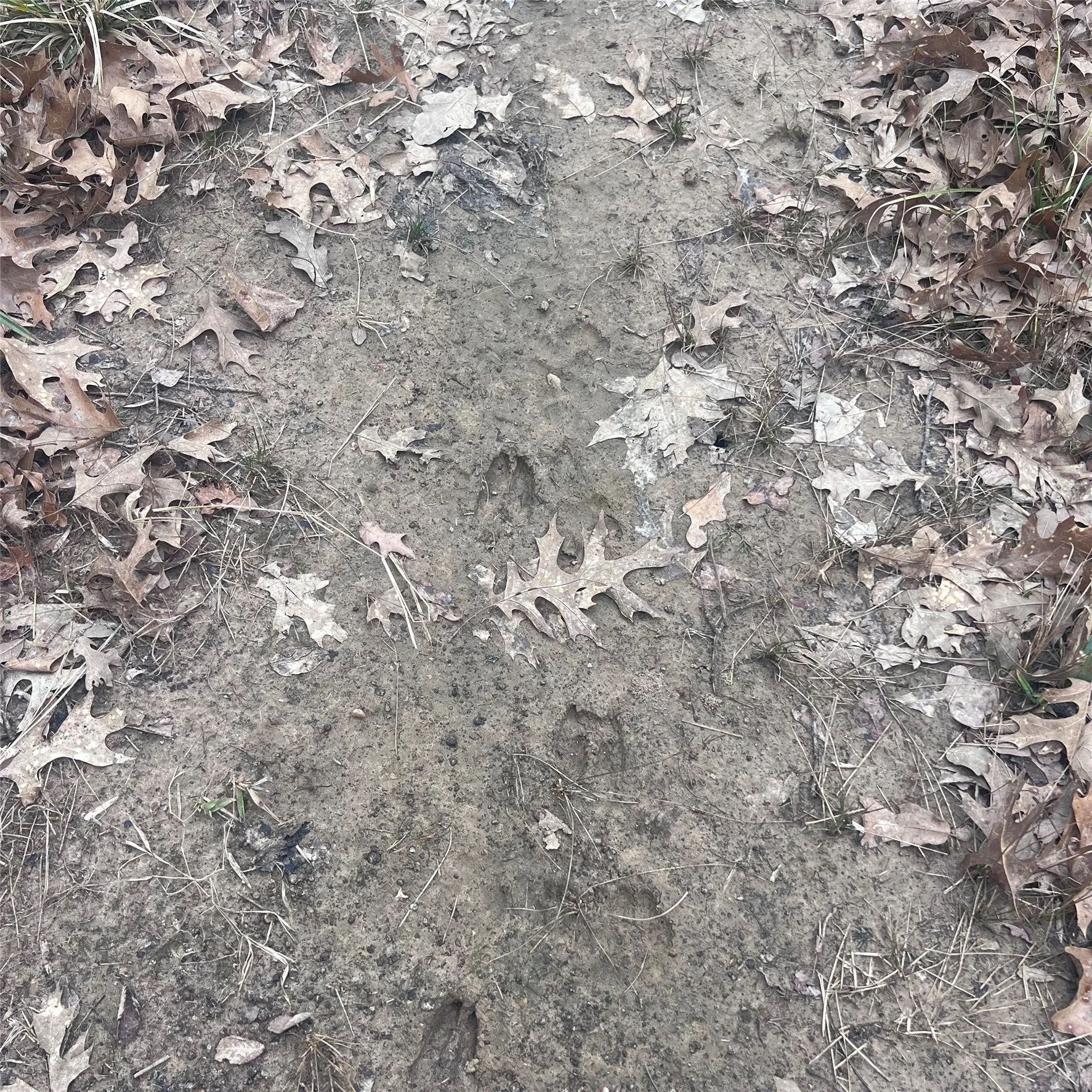 Unimproved Land For Sale in Hopkins County , TBD County Road 4574 13743, Sulphur Springs, Texas 75482, 0, 0, Garage spaces, 0 Sqft, built in 0, mls#21174193, Real Estate Agent in Sulphur Springs, Homes For Sale in Hopkins county, Homes For Sale in Sulphur Springs, Realtor in Sulphur Springs Texas, Real Estate Brokerage Independent Realty Texas, Luminita Cordes Realtor