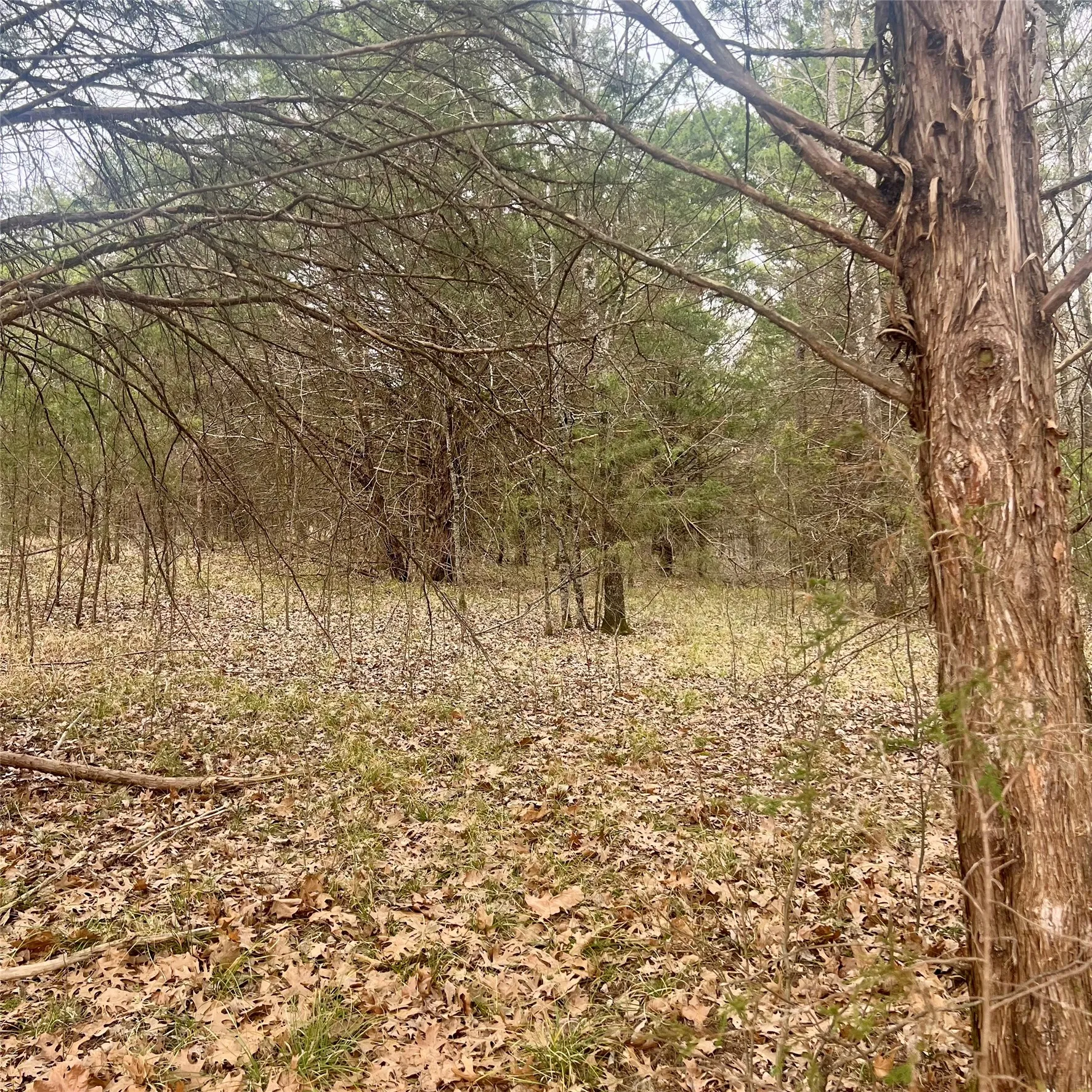 Unimproved Land For Sale in Hopkins County , TBD County Road 4574 13743, Sulphur Springs, Texas 75482, 0, 0, Garage spaces, 0 Sqft, built in 0, mls#21174193, Real Estate Agent in Sulphur Springs, Homes For Sale in Hopkins county, Homes For Sale in Sulphur Springs, Realtor in Sulphur Springs Texas, Real Estate Brokerage Independent Realty Texas, Luminita Cordes Realtor