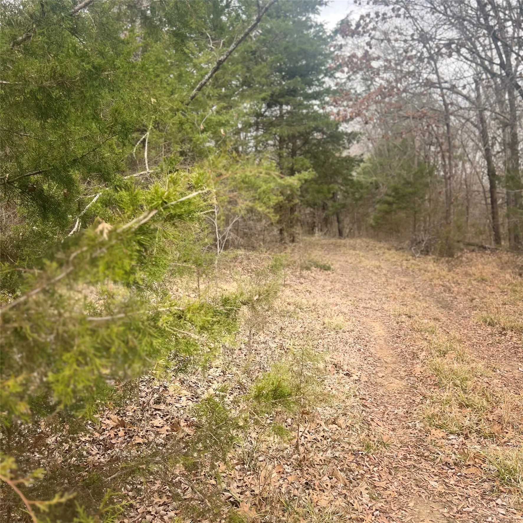 Unimproved Land For Sale in Hopkins County , TBD County Road 4574 13743, Sulphur Springs, Texas 75482, 0, 0, Garage spaces, 0 Sqft, built in 0, mls#21174193, Real Estate Agent in Sulphur Springs, Homes For Sale in Hopkins county, Homes For Sale in Sulphur Springs, Realtor in Sulphur Springs Texas, Real Estate Brokerage Independent Realty Texas, Luminita Cordes Realtor