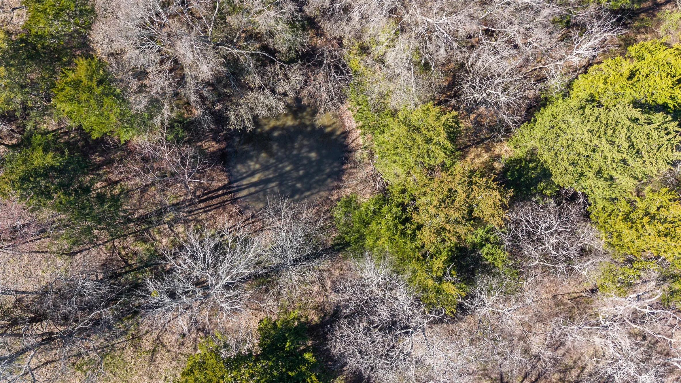 Drone / aerial view of a tree filled landscape