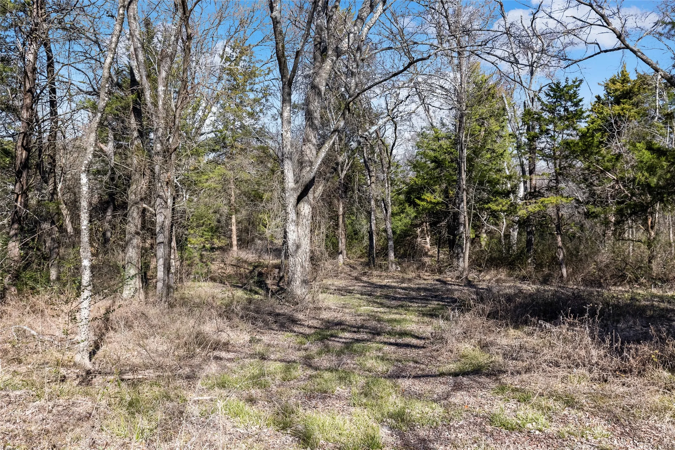 View of tree filled area