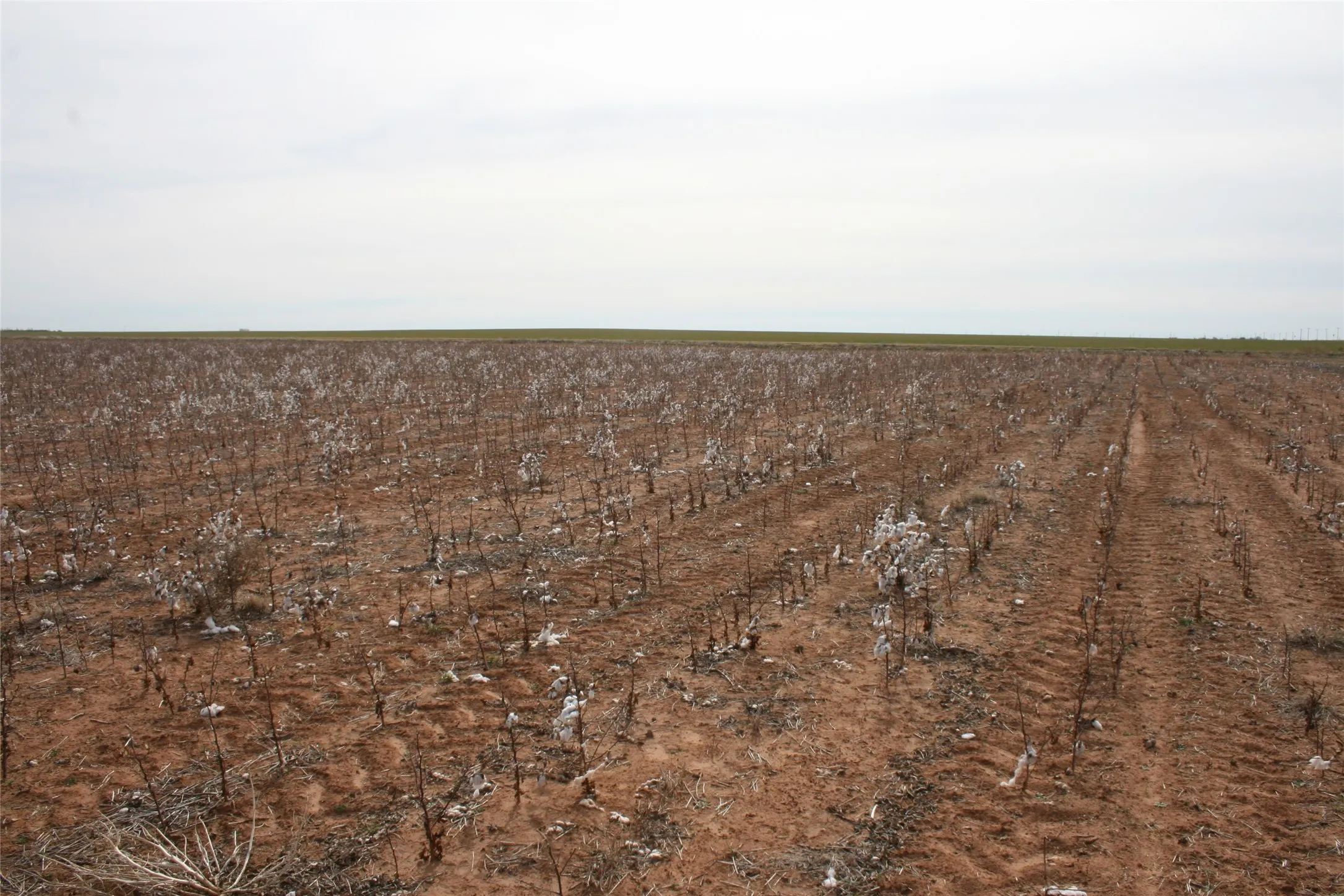 Cotton crop recently cut