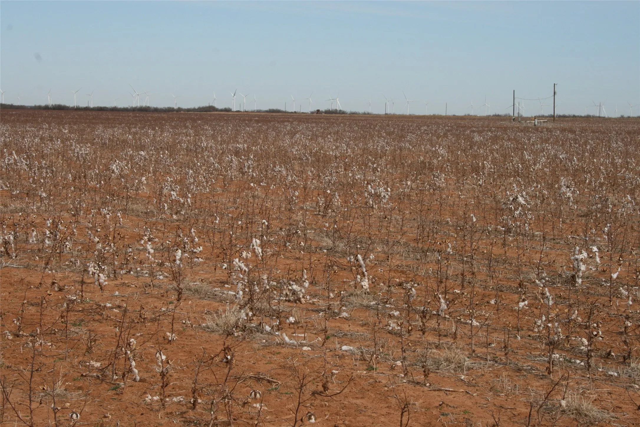 Just cut cotton
