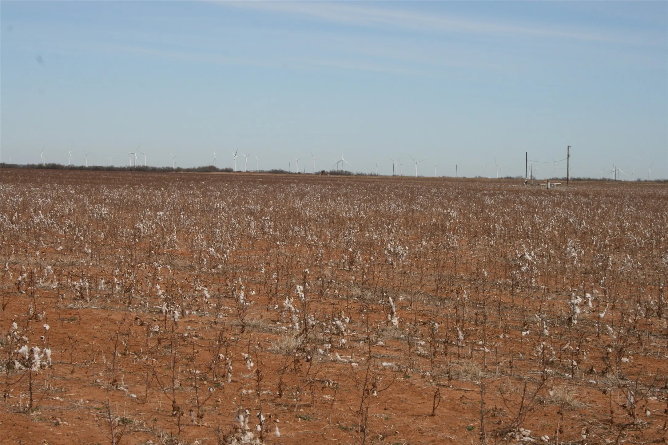 Just cut cotton