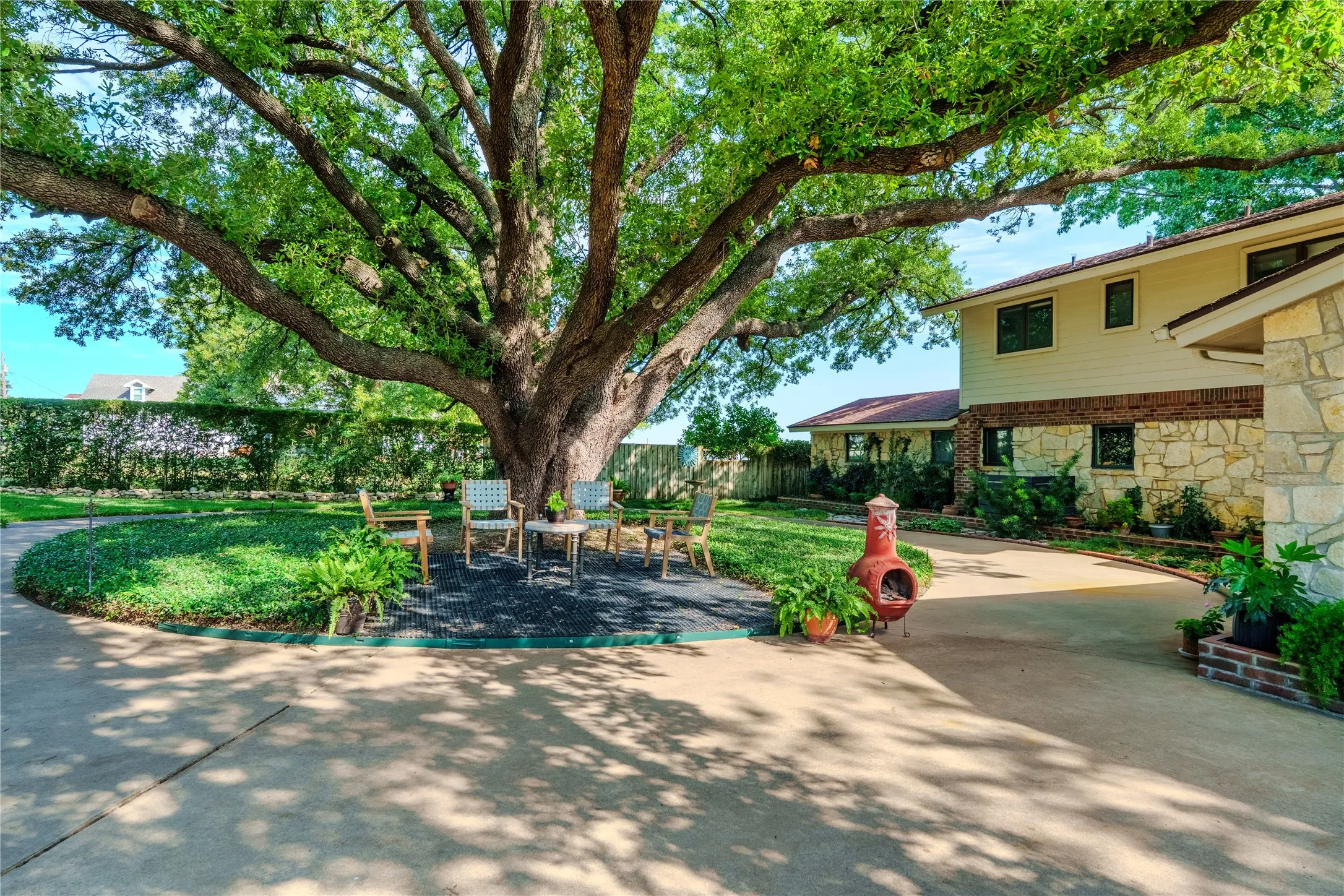 Massive Oak Trees