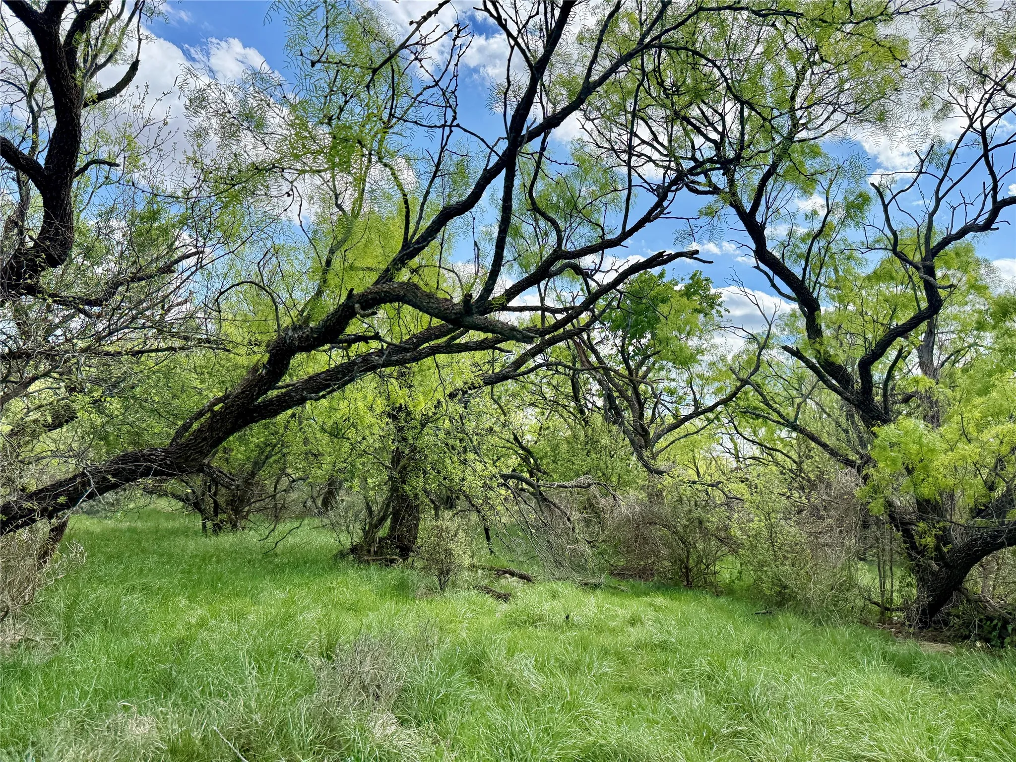 Improved Land For Sale in Taylor County , 258 County Road 206, Ovalo, Texas 79541, 0, 0, Garage spaces, 0 Sqft, built in 2007, mls#21176747, Real Estate Agent in Ovalo, Homes For Sale in Taylor county, Homes For Sale in Ovalo, Realtor in Ovalo Texas, Real Estate Brokerage Independent Realty Texas, Luminita Cordes Realtor