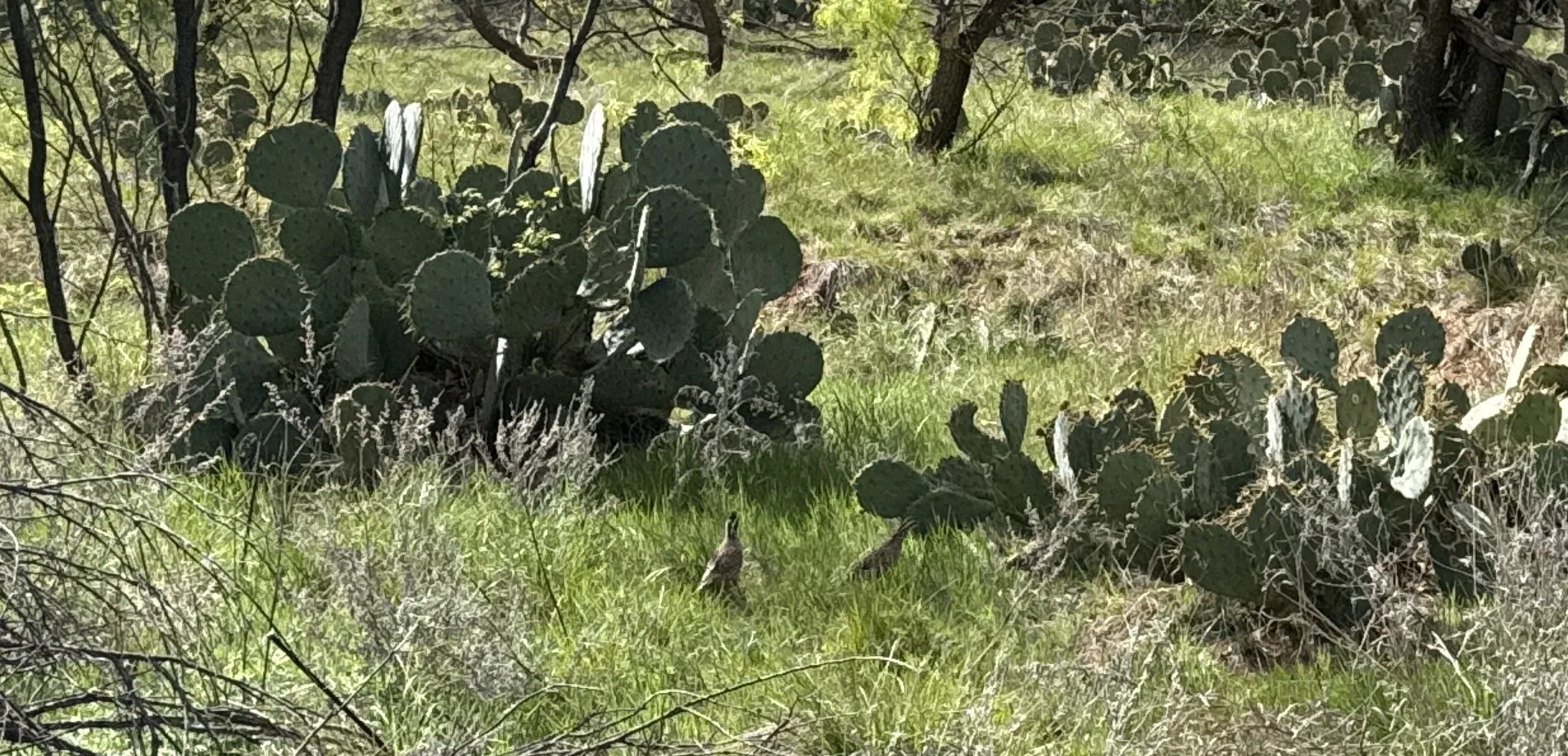 Improved Land For Sale in Taylor County , 258 County Road 206, Ovalo, Texas 79541, 0, 0, Garage spaces, 0 Sqft, built in 2007, mls#21176747, Real Estate Agent in Ovalo, Homes For Sale in Taylor county, Homes For Sale in Ovalo, Realtor in Ovalo Texas, Real Estate Brokerage Independent Realty Texas, Luminita Cordes Realtor