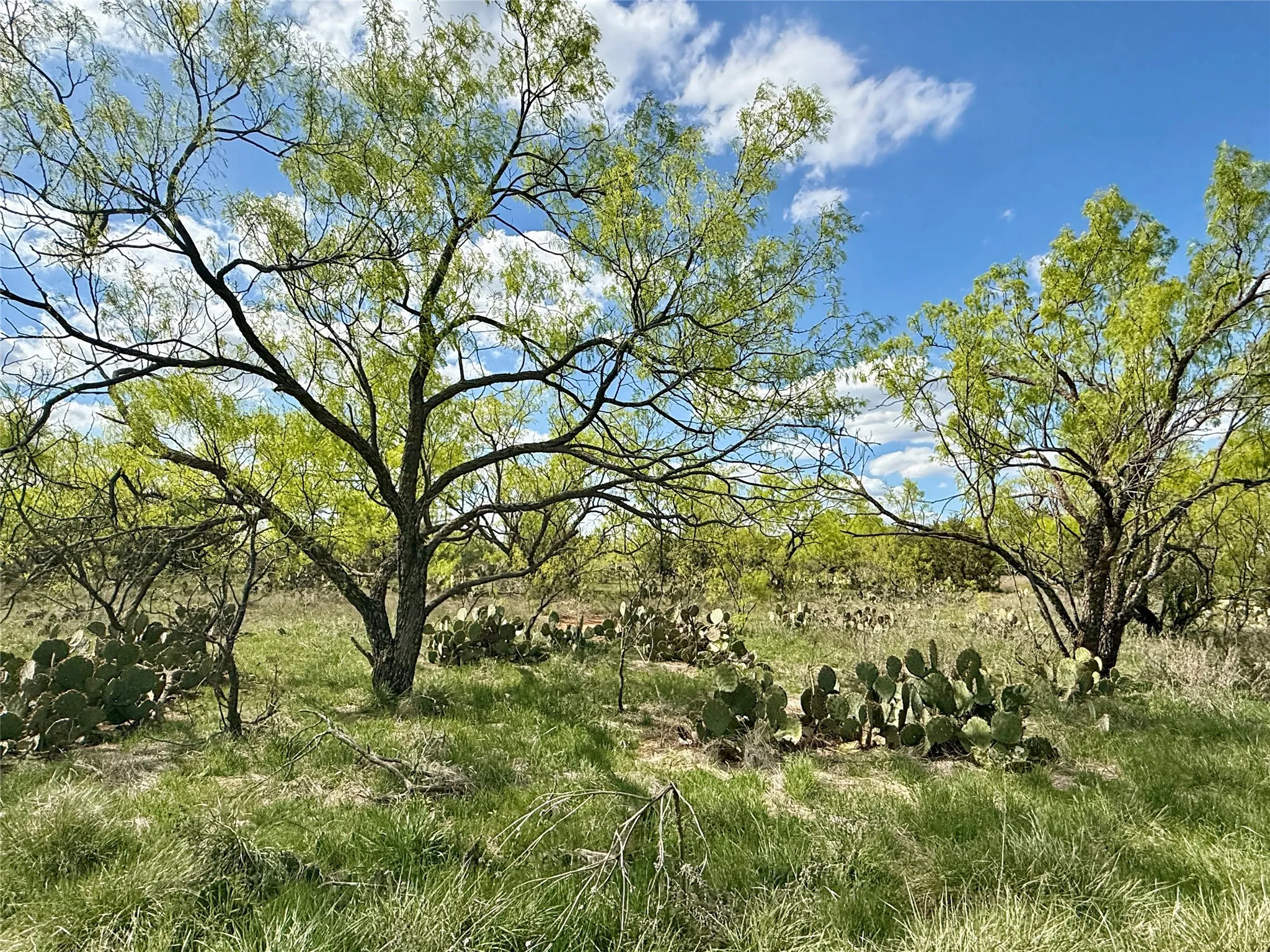 Improved Land For Sale in Taylor County , 258 County Road 206, Ovalo, Texas 79541, 0, 0, Garage spaces, 0 Sqft, built in 2007, mls#21176747, Real Estate Agent in Ovalo, Homes For Sale in Taylor county, Homes For Sale in Ovalo, Realtor in Ovalo Texas, Real Estate Brokerage Independent Realty Texas, Luminita Cordes Realtor