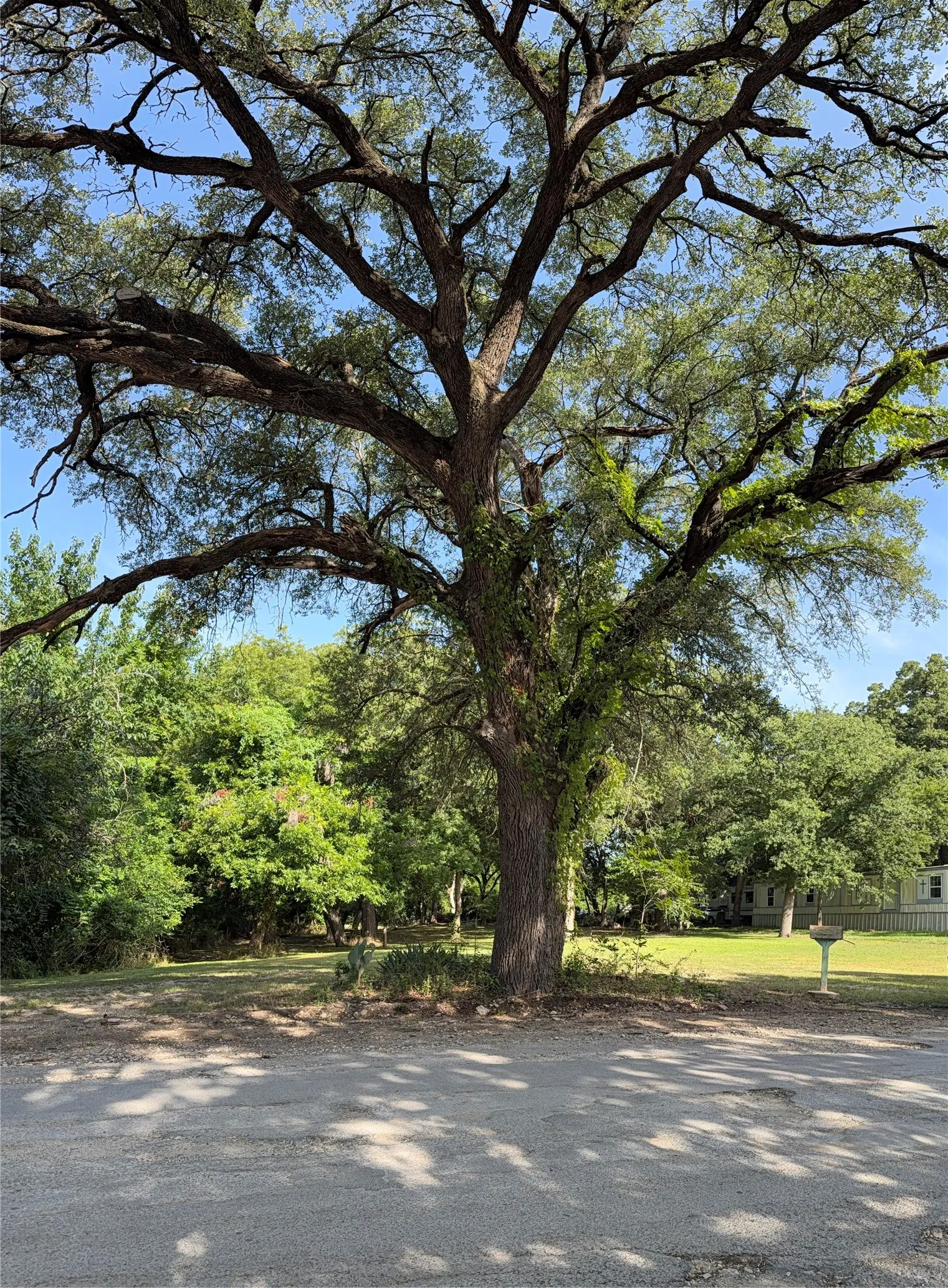 Improved Land For Sale in Hamilton County , 313 N Cage Street, Hamilton, Texas 76531, 0, 0, Garage spaces, 0 Sqft, built in 0, Price $44,900, mls#21177094, Real Estate Agent in Hamilton, Homes For Sale in Hamilton county, Homes For Sale in Hamilton, Realtor in Hamilton Texas, Real Estate Brokerage Independent Realty Texas, Luminita Cordes Realtor