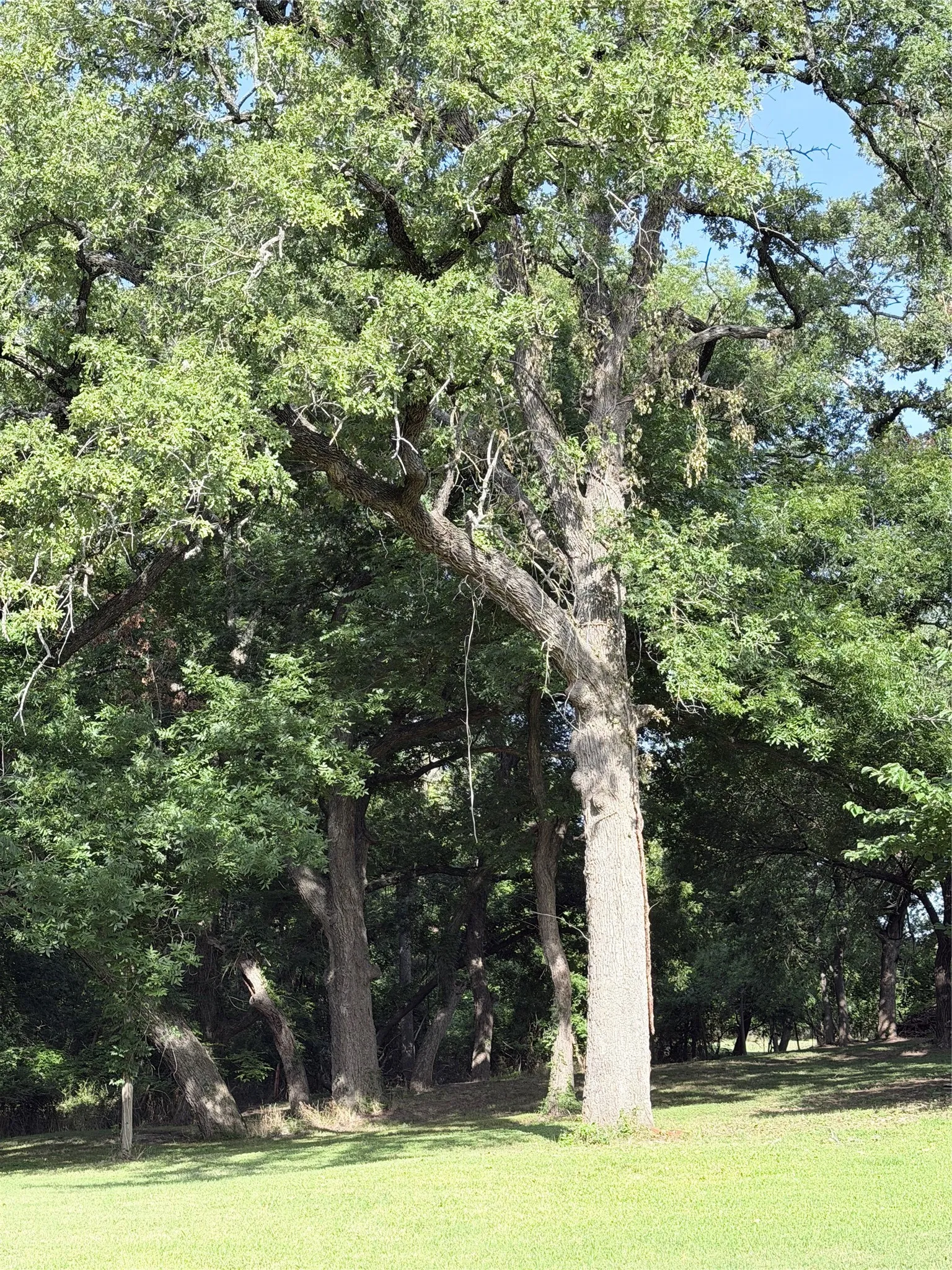 Improved Land For Sale in Hamilton County , 313 N Cage Street, Hamilton, Texas 76531, 0, 0, Garage spaces, 0 Sqft, built in 0, Price $44,900, mls#21177094, Real Estate Agent in Hamilton, Homes For Sale in Hamilton county, Homes For Sale in Hamilton, Realtor in Hamilton Texas, Real Estate Brokerage Independent Realty Texas, Luminita Cordes Realtor
