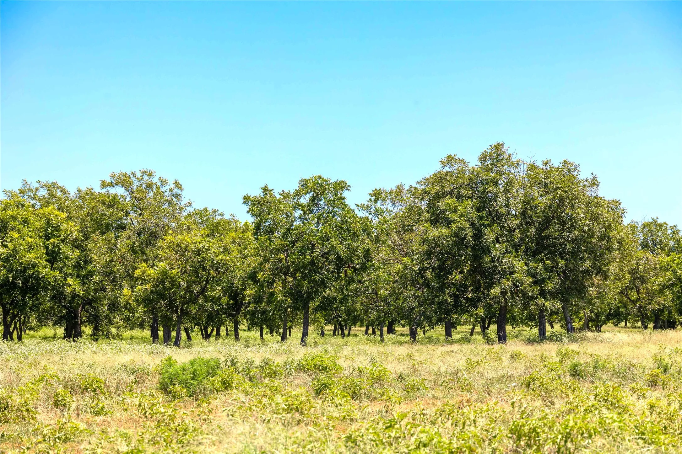 Warehouse For Sale in Comanche County , 164.08 Acres TBD Highway 2318, De Leon, Texas 76444, 0, 0, Garage spaces, 0 Sqft, built in 0, Price $1,632,596, mls#21178164, Real Estate Agent in De Leon, Homes For Sale in Comanche county, Homes For Sale in De Leon, Realtor in De Leon Texas, Real Estate Brokerage Independent Realty Texas, Luminita Cordes Realtor