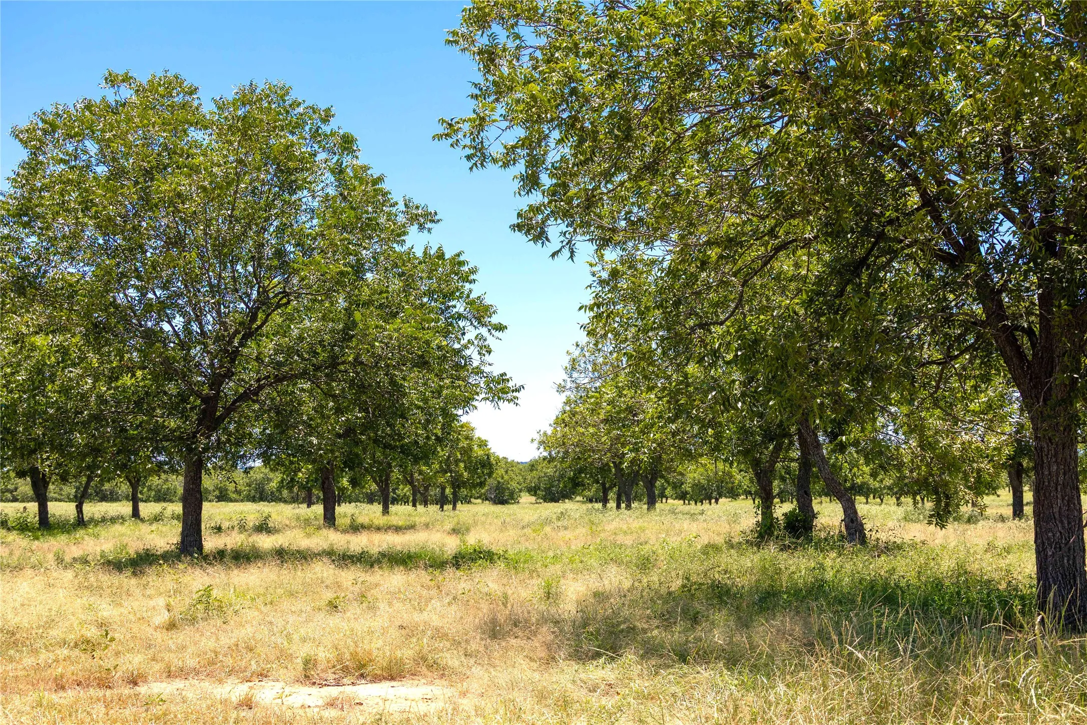 Warehouse For Sale in Comanche County , 164.08 Acres TBD Highway 2318, De Leon, Texas 76444, 0, 0, Garage spaces, 0 Sqft, built in 0, Price $1,632,596, mls#21178164, Real Estate Agent in De Leon, Homes For Sale in Comanche county, Homes For Sale in De Leon, Realtor in De Leon Texas, Real Estate Brokerage Independent Realty Texas, Luminita Cordes Realtor