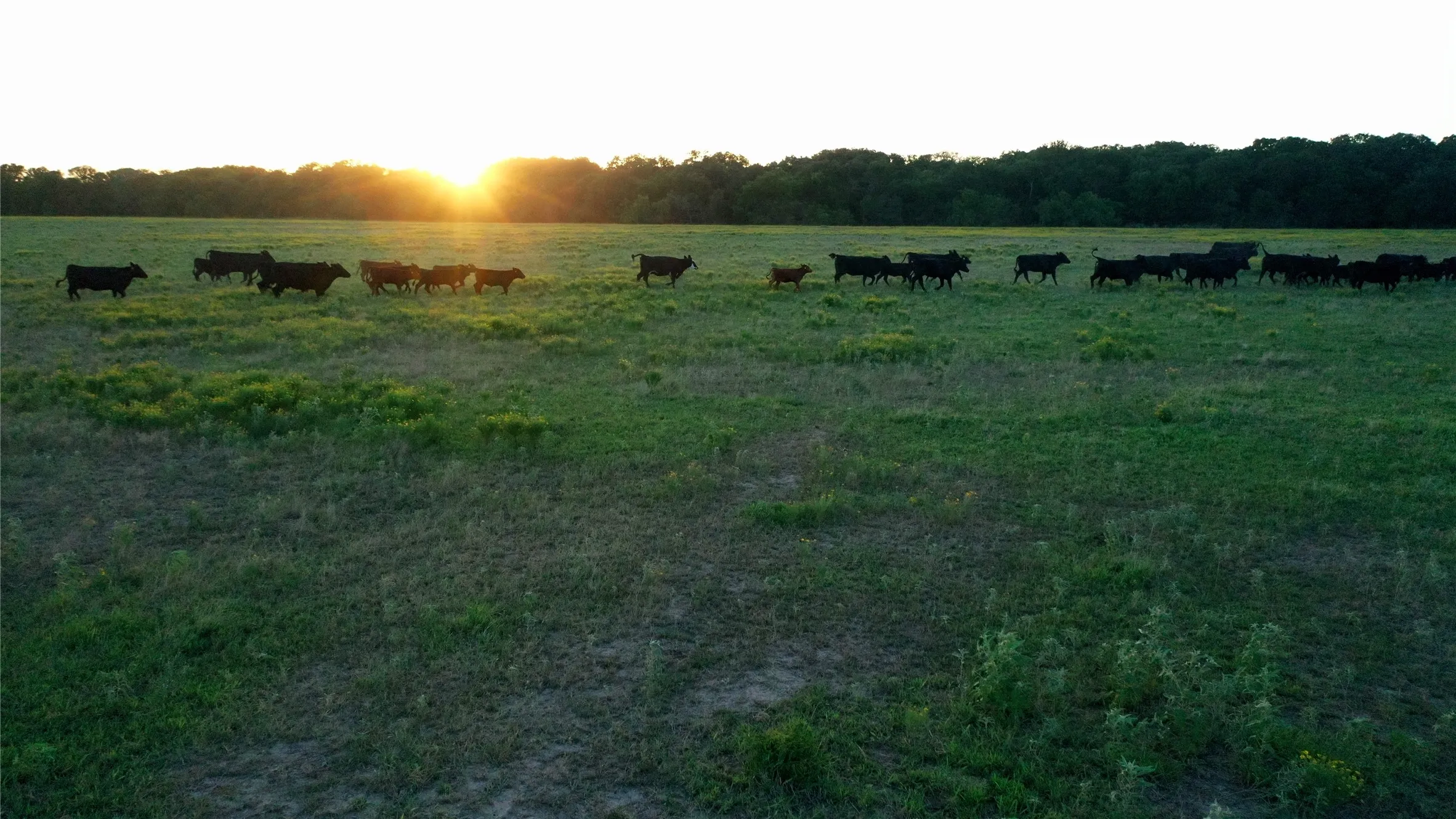 Improved Land For Sale in Limestone County , TBD LCR 623, Groesbeck, Texas 76642, 0, 0, Garage spaces, 0 Sqft, built in 0, mls#21160274, Real Estate Agent in Groesbeck, Homes For Sale in Limestone county, Homes For Sale in Groesbeck, Realtor in Groesbeck Texas, Real Estate Brokerage Independent Realty Texas, Luminita Cordes Realtor
