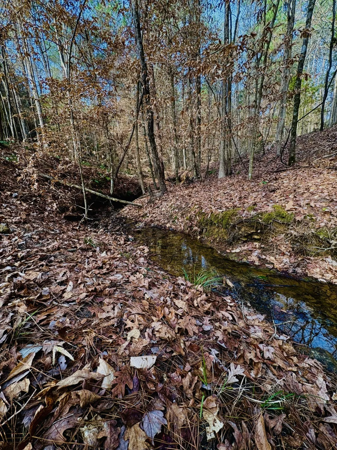 Unimproved Land For Sale in Shelby County , TBD (Lot 59) County Road 1060, Center, Texas 75935, 0, 0, Garage spaces, 0 Sqft, built in 0, mls#21179972, Real Estate Agent in Center, Homes For Sale in Shelby county, Homes For Sale in Center, Realtor in Center Texas, Real Estate Brokerage Independent Realty Texas, Luminita Cordes Realtor