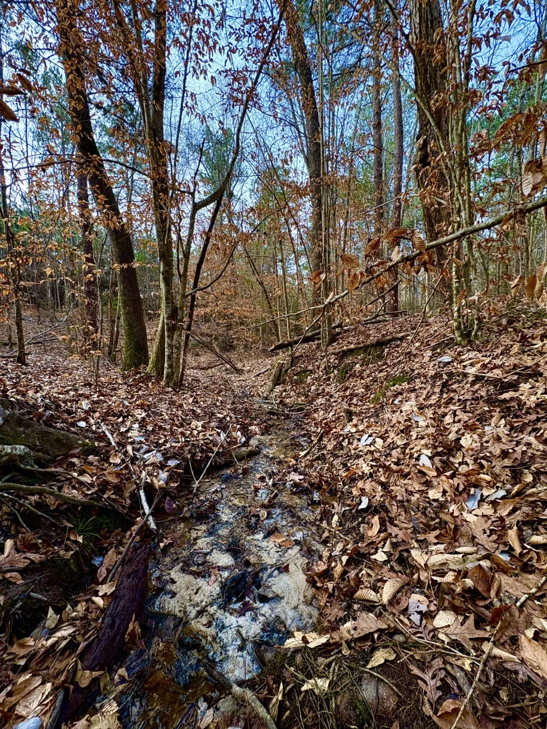 Unimproved Land For Sale in Shelby County , TBD (Lot 59) County Road 1060, Center, Texas 75935, 0, 0, Garage spaces, 0 Sqft, built in 0, mls#21179972, Real Estate Agent in Center, Homes For Sale in Shelby county, Homes For Sale in Center, Realtor in Center Texas, Real Estate Brokerage Independent Realty Texas, Luminita Cordes Realtor