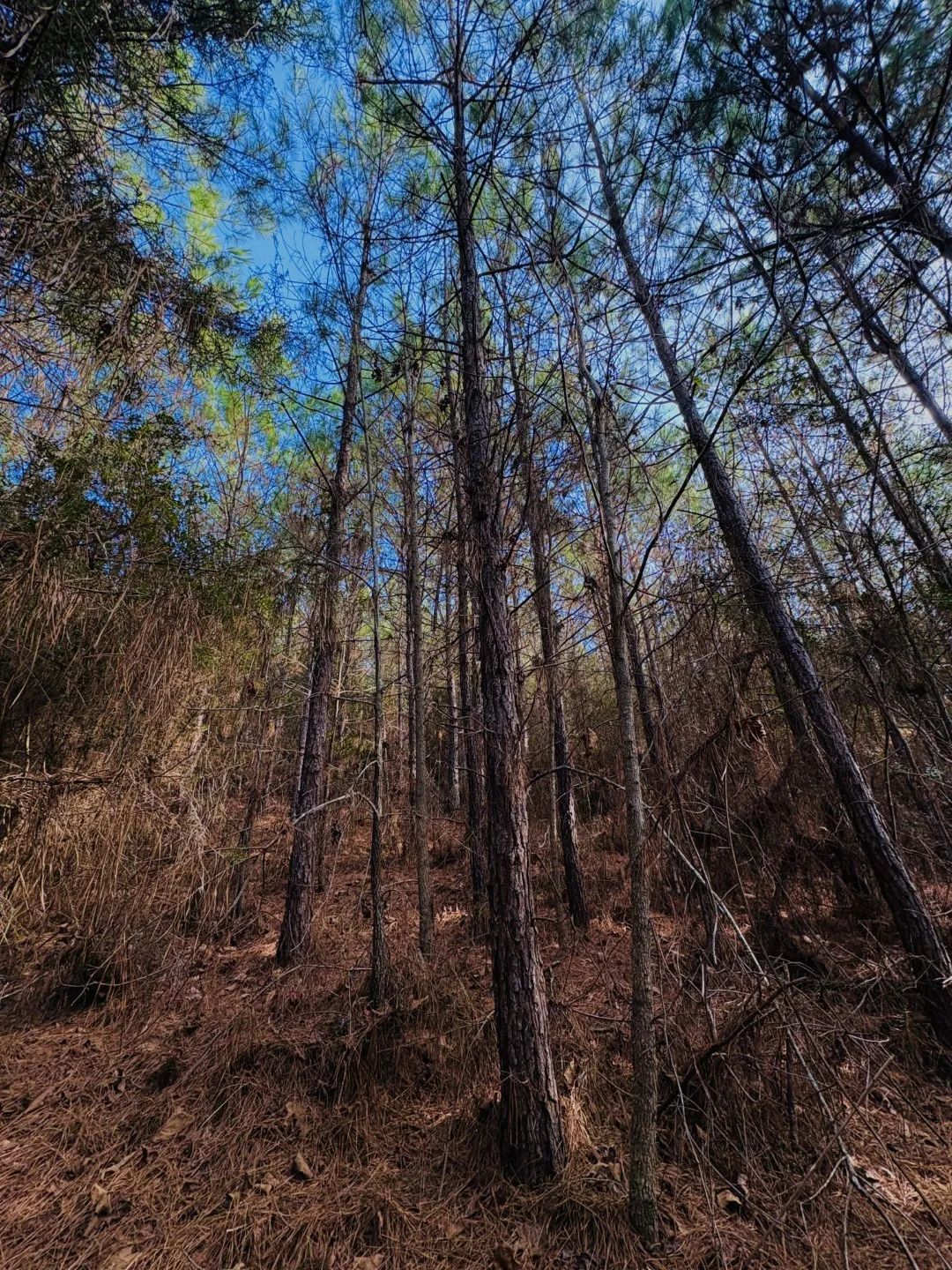 Unimproved Land For Sale in Shelby County , TBD (Lot 59) County Road 1060, Center, Texas 75935, 0, 0, Garage spaces, 0 Sqft, built in 0, mls#21179972, Real Estate Agent in Center, Homes For Sale in Shelby county, Homes For Sale in Center, Realtor in Center Texas, Real Estate Brokerage Independent Realty Texas, Luminita Cordes Realtor
