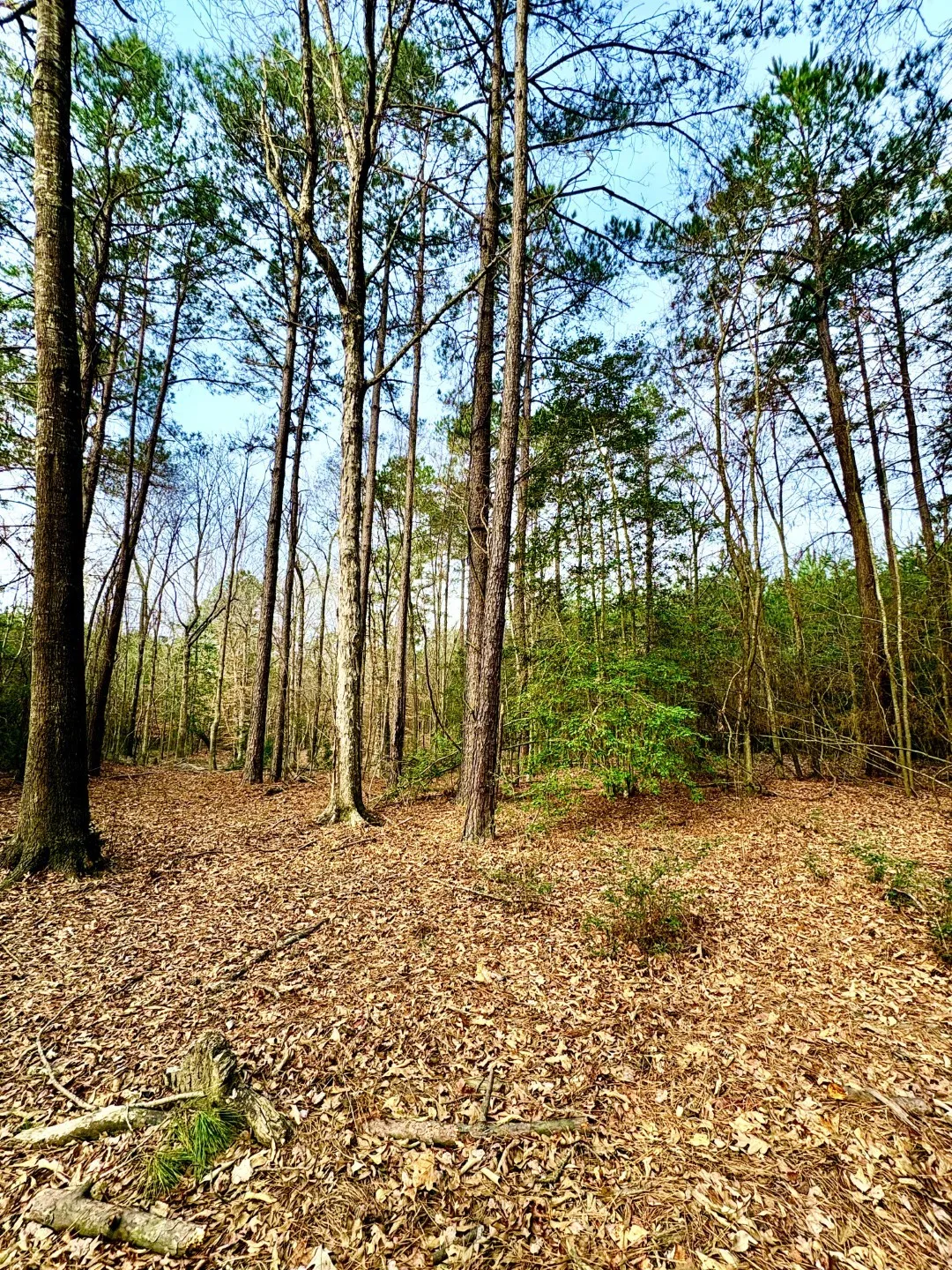 Unimproved Land For Sale in Shelby County , TBD (Lot 59) County Road 1060, Center, Texas 75935, 0, 0, Garage spaces, 0 Sqft, built in 0, mls#21179972, Real Estate Agent in Center, Homes For Sale in Shelby county, Homes For Sale in Center, Realtor in Center Texas, Real Estate Brokerage Independent Realty Texas, Luminita Cordes Realtor