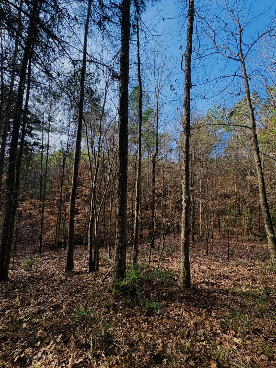 Unimproved Land For Sale in Shelby County , TBD (Lot 59) County Road 1060, Center, Texas 75935, 0, 0, Garage spaces, 0 Sqft, built in 0, mls#21179972, Real Estate Agent in Center, Homes For Sale in Shelby county, Homes For Sale in Center, Realtor in Center Texas, Real Estate Brokerage Independent Realty Texas, Luminita Cordes Realtor
