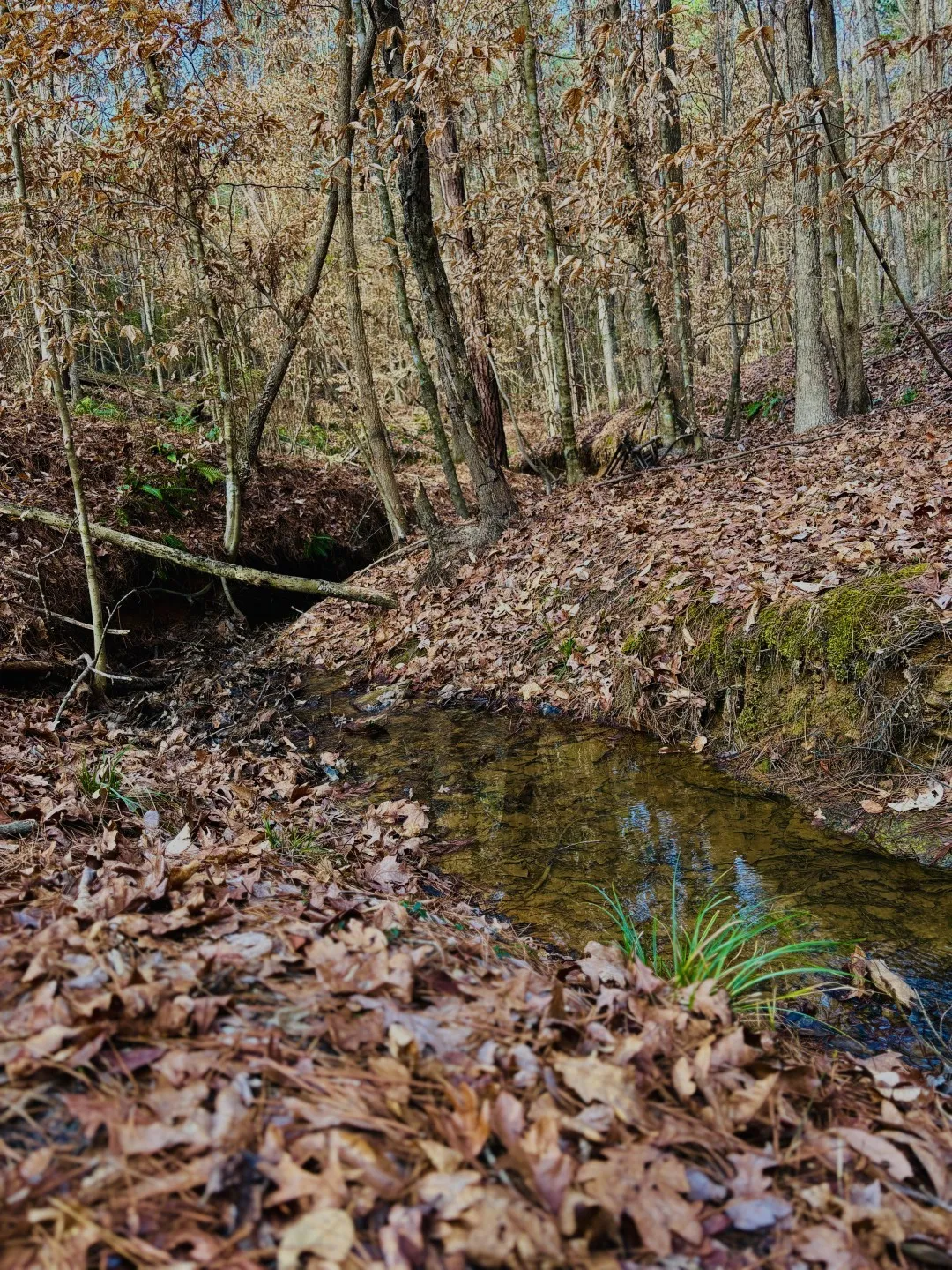 Unimproved Land For Sale in Shelby County , TBD (Lot 59) County Road 1060, Center, Texas 75935, 0, 0, Garage spaces, 0 Sqft, built in 0, mls#21179972, Real Estate Agent in Center, Homes For Sale in Shelby county, Homes For Sale in Center, Realtor in Center Texas, Real Estate Brokerage Independent Realty Texas, Luminita Cordes Realtor