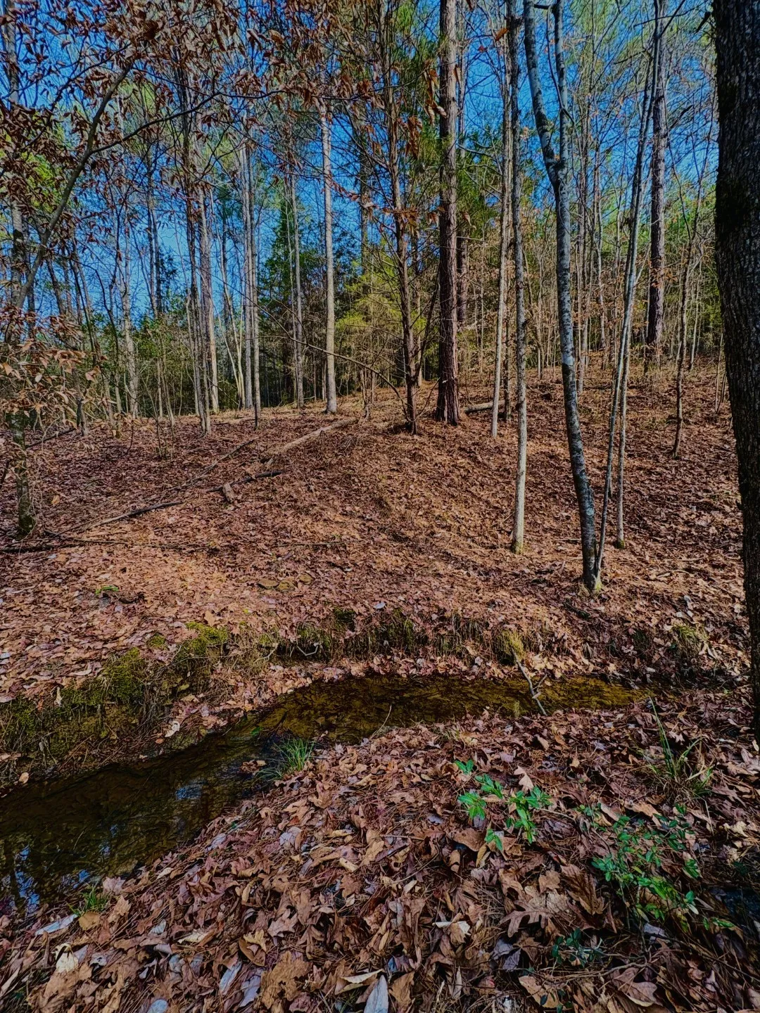 Unimproved Land For Sale in Shelby County , TBD (Lot 59) County Road 1060, Center, Texas 75935, 0, 0, Garage spaces, 0 Sqft, built in 0, mls#21179972, Real Estate Agent in Center, Homes For Sale in Shelby county, Homes For Sale in Center, Realtor in Center Texas, Real Estate Brokerage Independent Realty Texas, Luminita Cordes Realtor