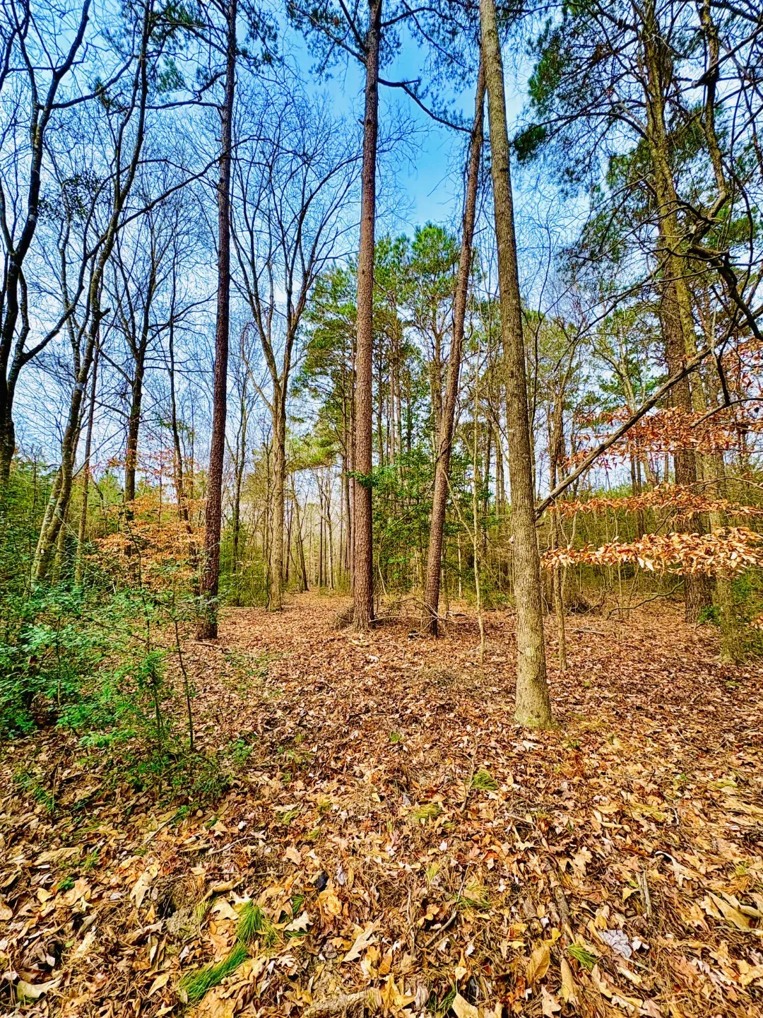 Unimproved Land For Sale in Shelby County , TBD (Lot 59) County Road 1060, Center, Texas 75935, 0, 0, Garage spaces, 0 Sqft, built in 0, mls#21179972, Real Estate Agent in Center, Homes For Sale in Shelby county, Homes For Sale in Center, Realtor in Center Texas, Real Estate Brokerage Independent Realty Texas, Luminita Cordes Realtor