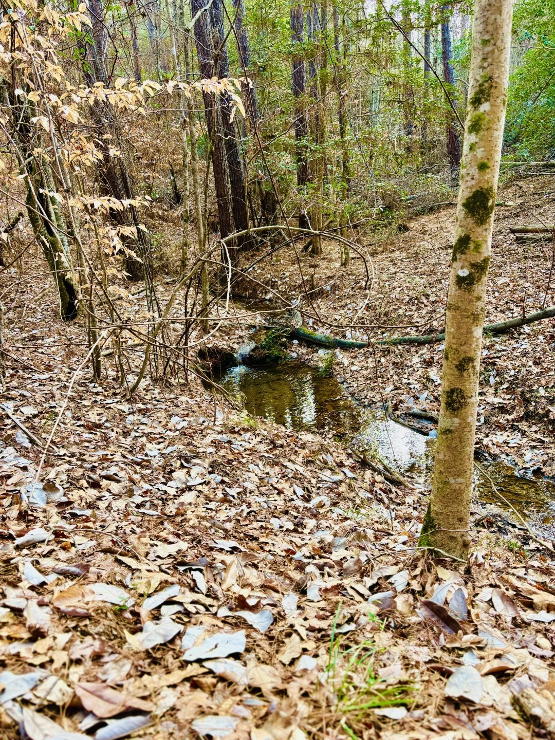 Unimproved Land For Sale in Shelby County , TBD (Lot 59) County Road 1060, Center, Texas 75935, 0, 0, Garage spaces, 0 Sqft, built in 0, mls#21179972, Real Estate Agent in Center, Homes For Sale in Shelby county, Homes For Sale in Center, Realtor in Center Texas, Real Estate Brokerage Independent Realty Texas, Luminita Cordes Realtor