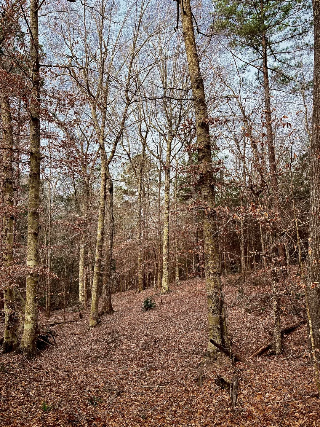 Unimproved Land For Sale in Shelby County , TBD (Lot 59) County Road 1060, Center, Texas 75935, 0, 0, Garage spaces, 0 Sqft, built in 0, mls#21179972, Real Estate Agent in Center, Homes For Sale in Shelby county, Homes For Sale in Center, Realtor in Center Texas, Real Estate Brokerage Independent Realty Texas, Luminita Cordes Realtor