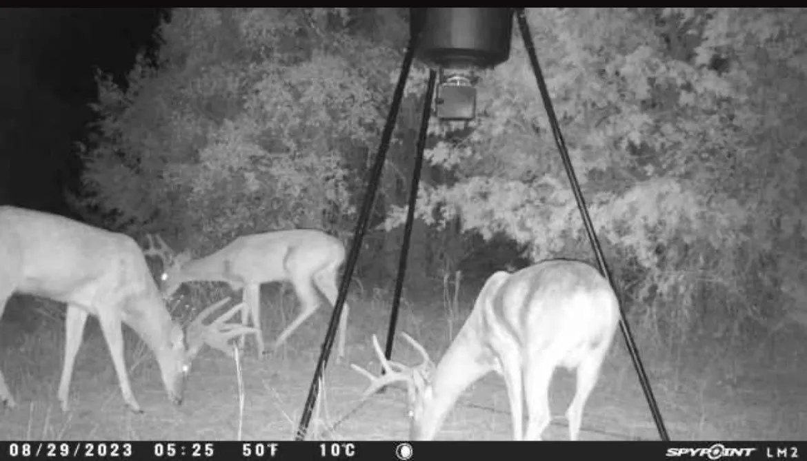 Wildlife on property