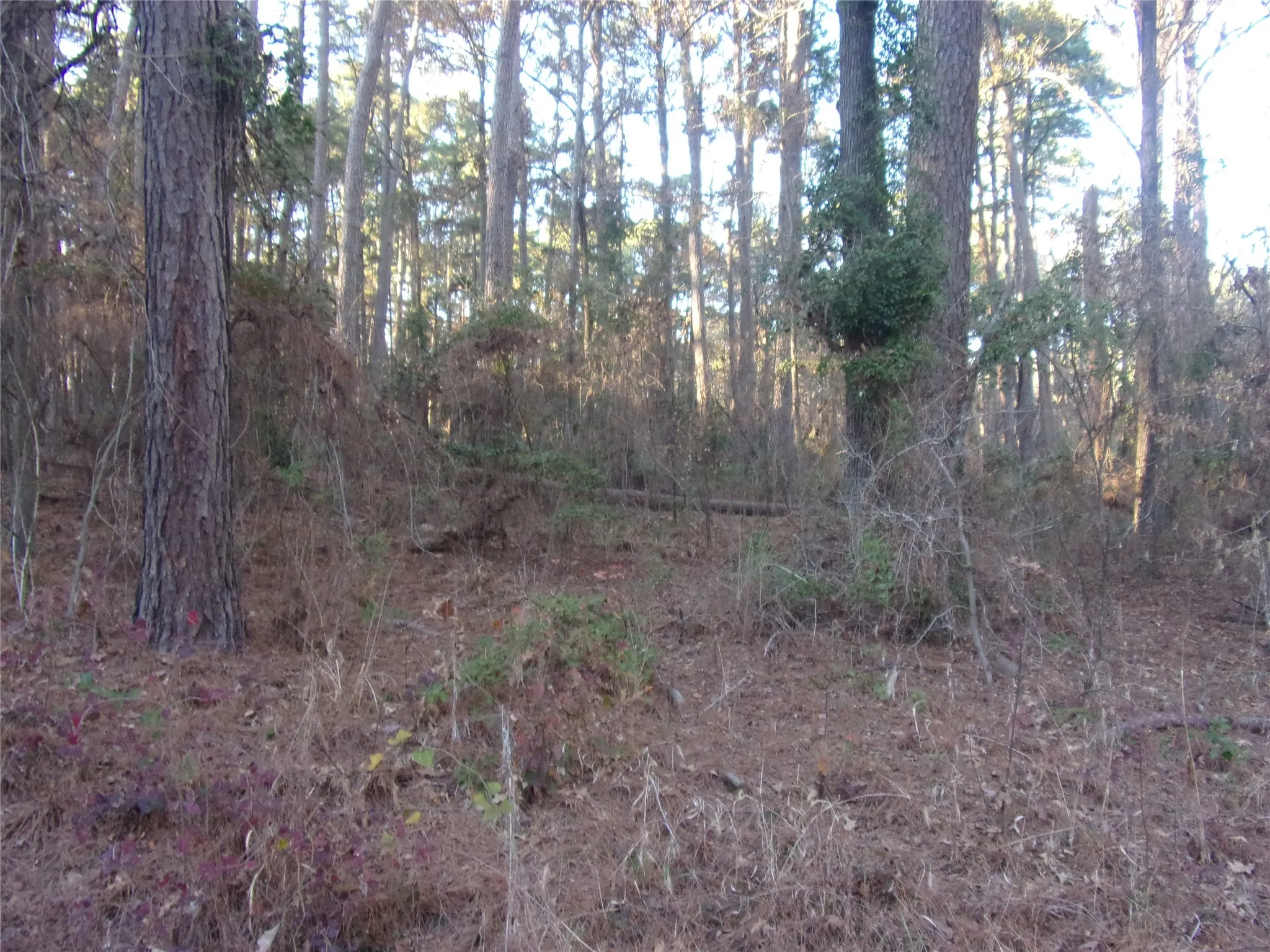 another view of the lots